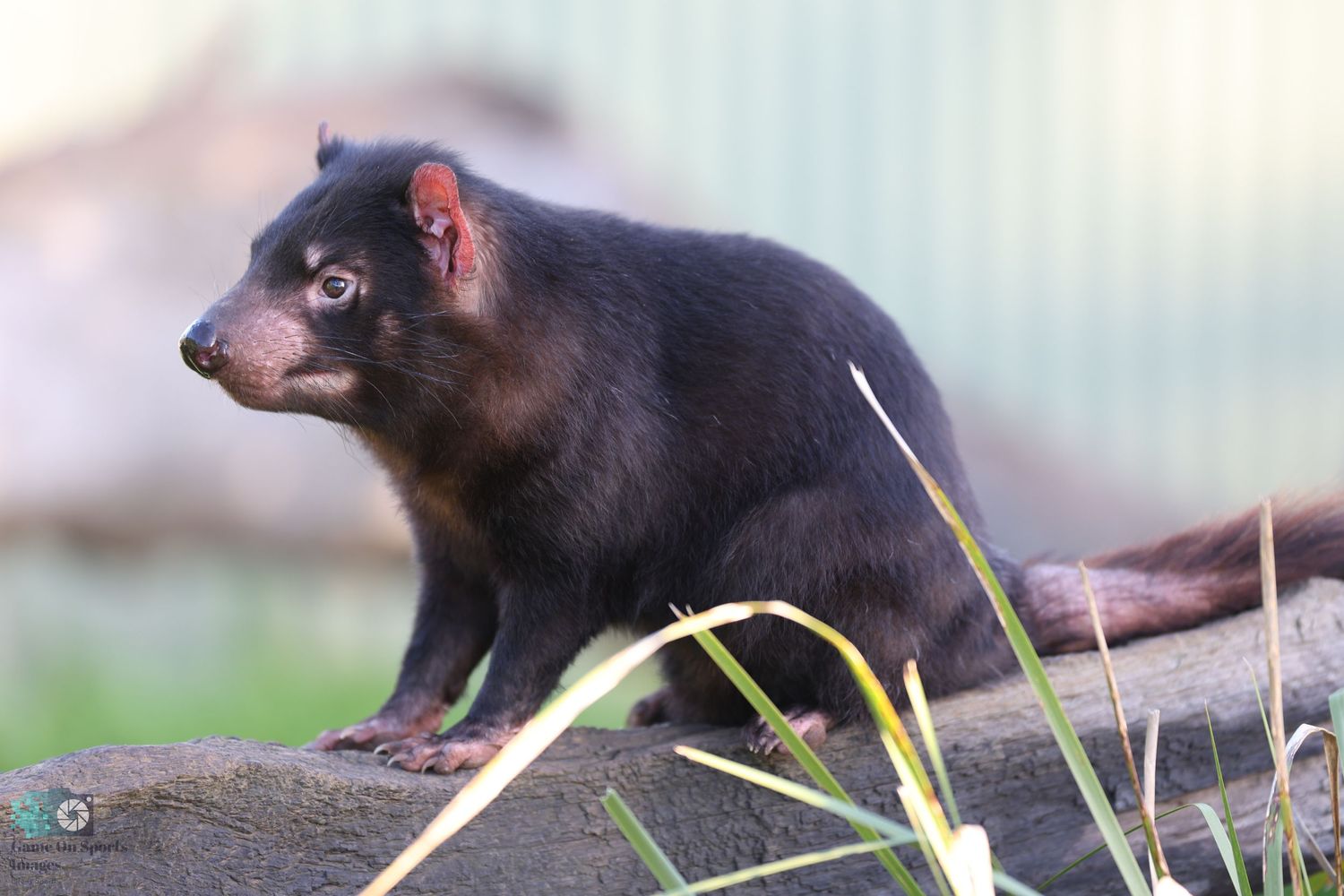 Black Tasmanian devil sitting on wooden log against light background.