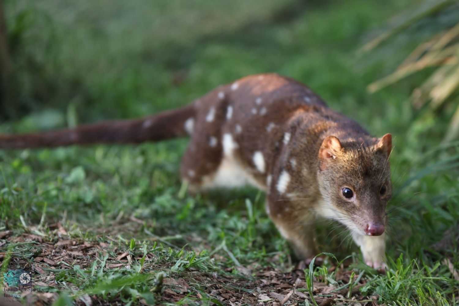 Spotted quoll prowling through grass and vegetation.