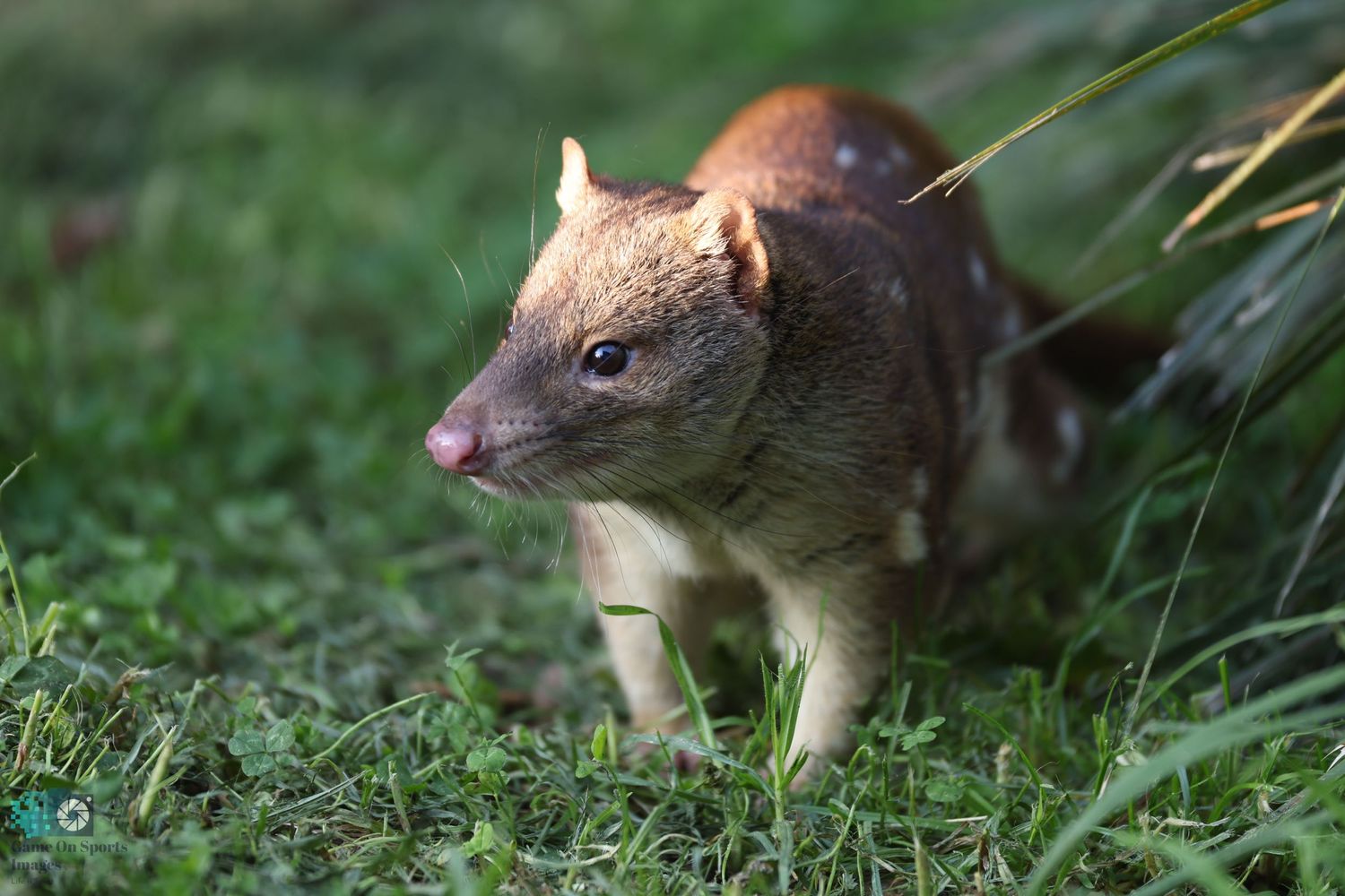 Close-up of spotted quoll hunting in green grass.