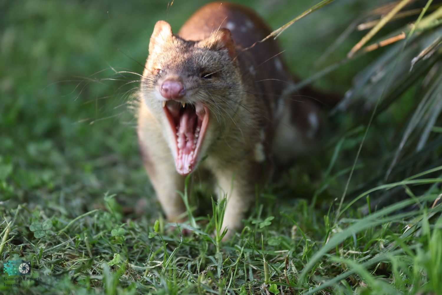 A spotted quoll, an Australian marsupial predator, stalks through green grass and ferns in its natural habitat.