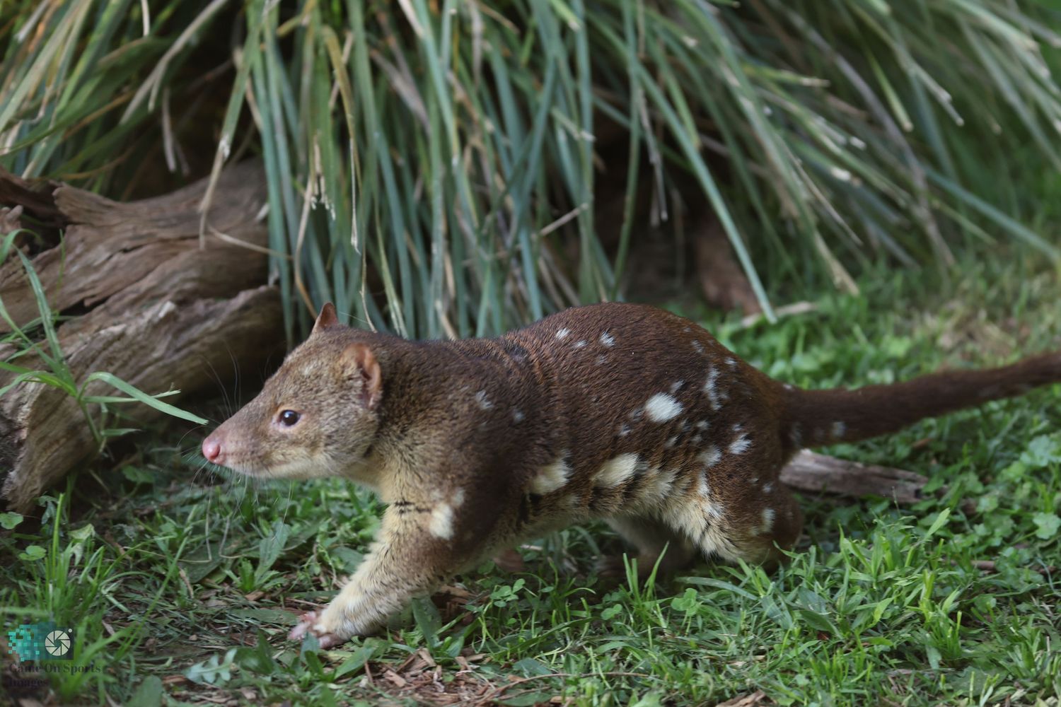 A spotted quoll, an Australian marsupial predator, stalks through green grass and ferns in its natural habitat.