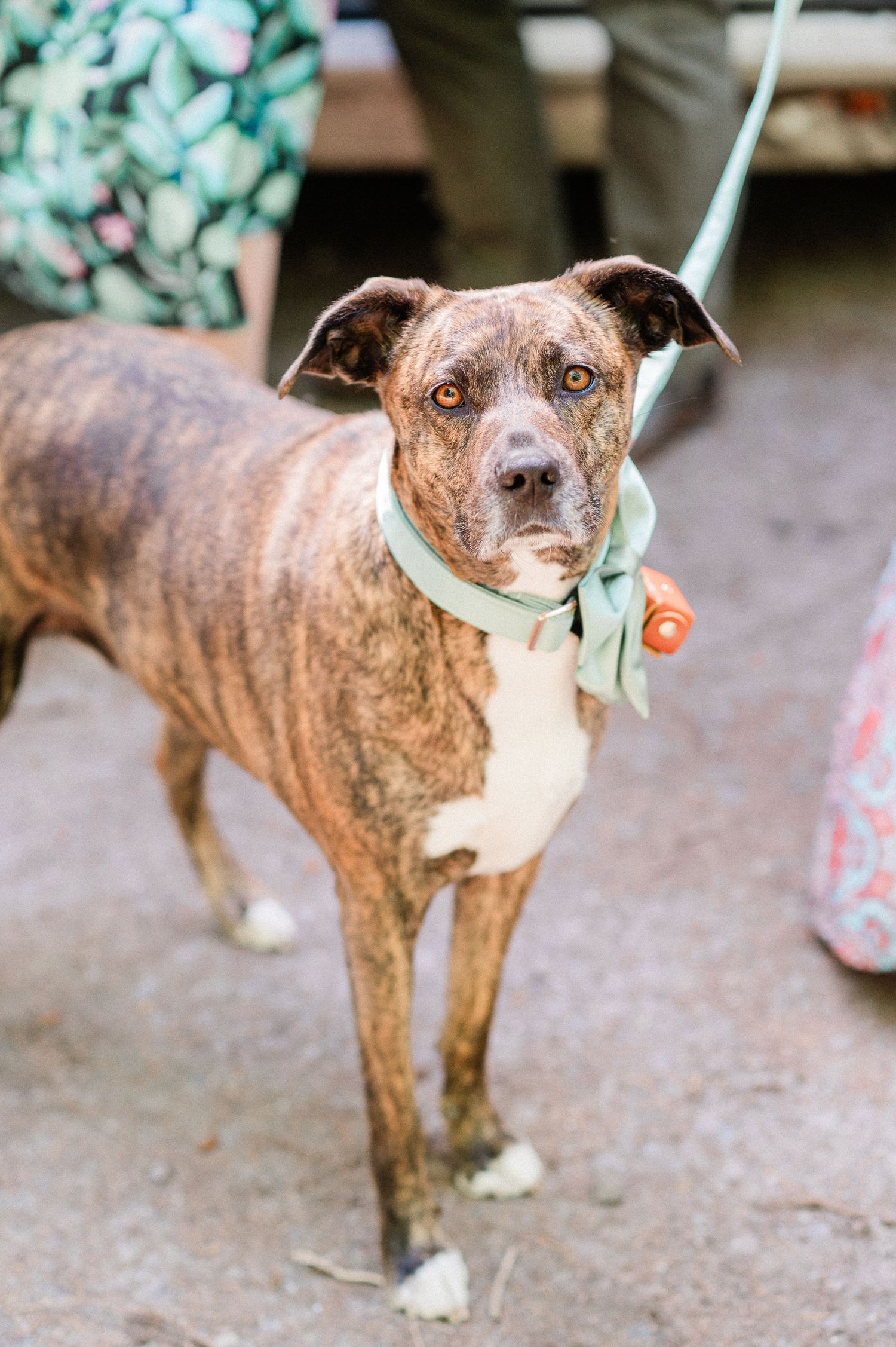 dog with green collar with wedding rings