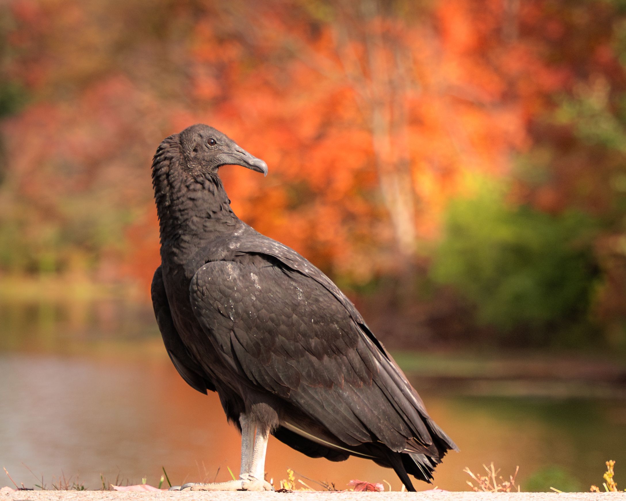 black vulture with fall foliage in background