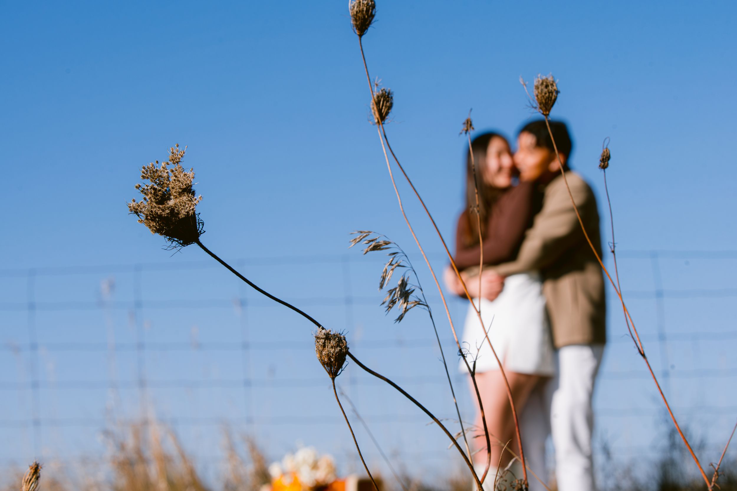 Couple embracing in soft focus with dry plants in foreground against bright blue sky.