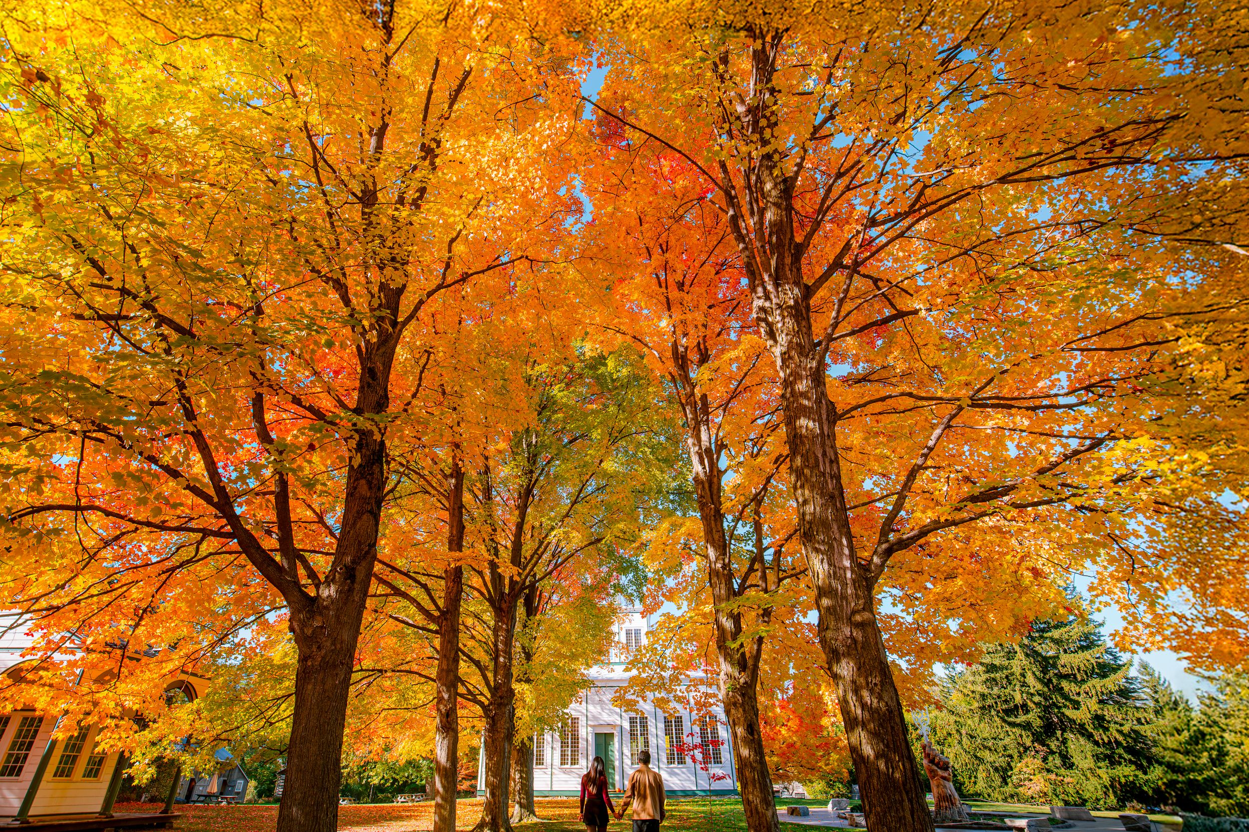 Stunning fall foliage with bright orange and yellow maple trees frames a white colonial building.