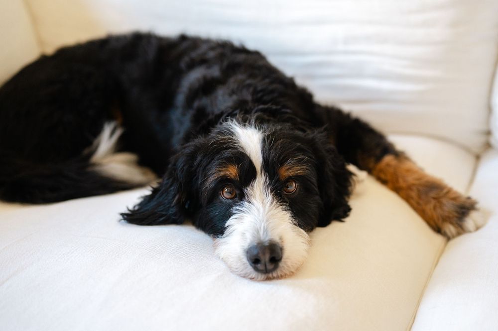 Fluffy black and white Bernedoodle dog resting on a white couch cushion.
