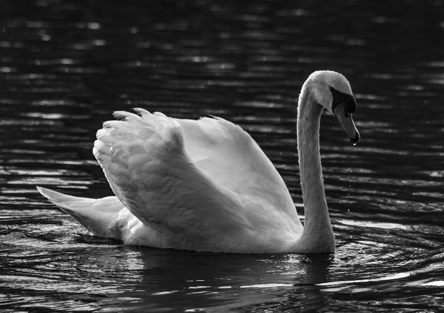 freelancer, South Carolina, photographer, fine art, wedding, commercial, nature, reenactment, gallery, freelance, monochrome, bridge, groom