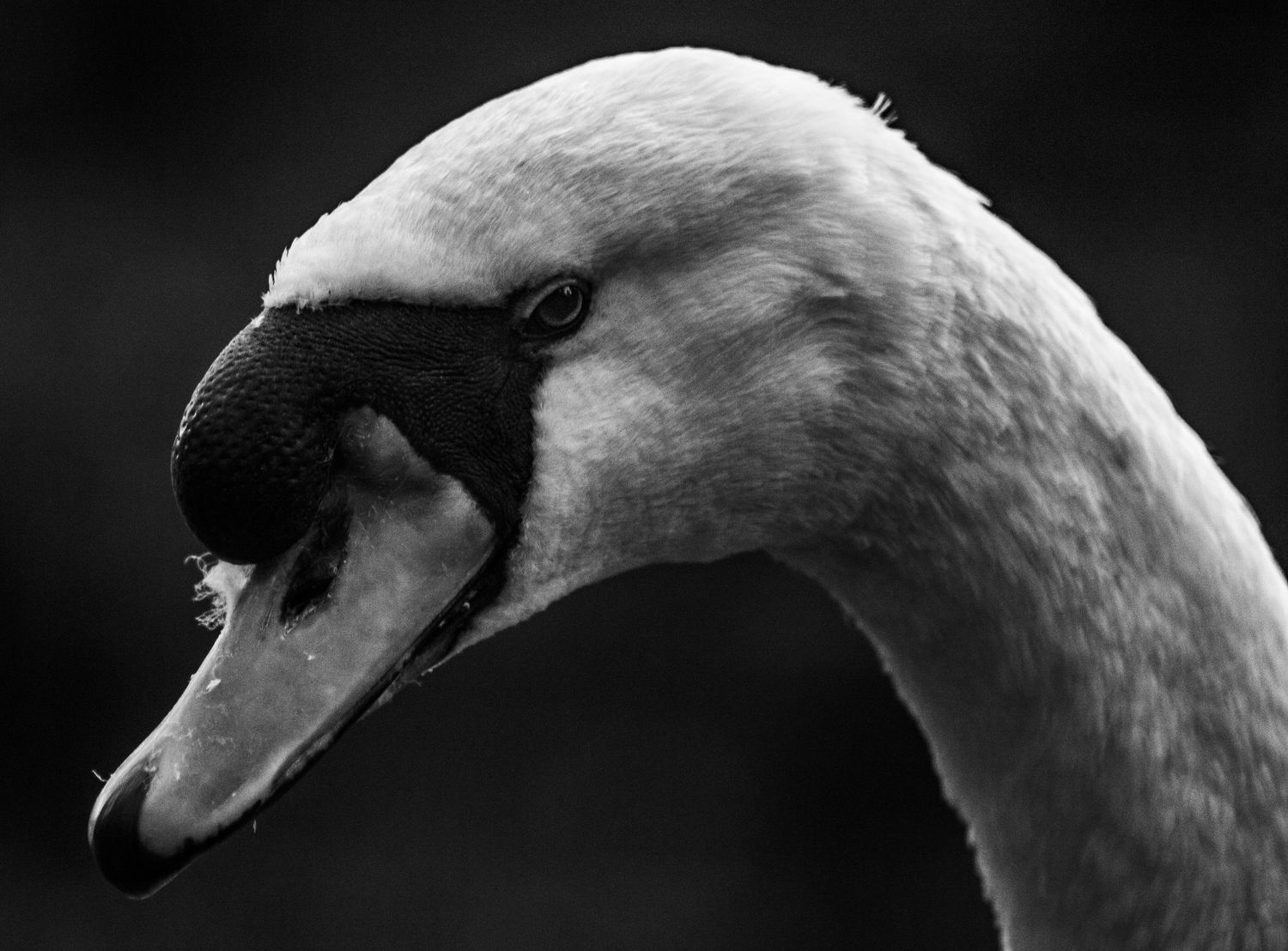 freelancer, South Carolina, photographer, fine art, wedding, commercial, nature, reenactment, gallery, freelance, monochrome, bridge, groom