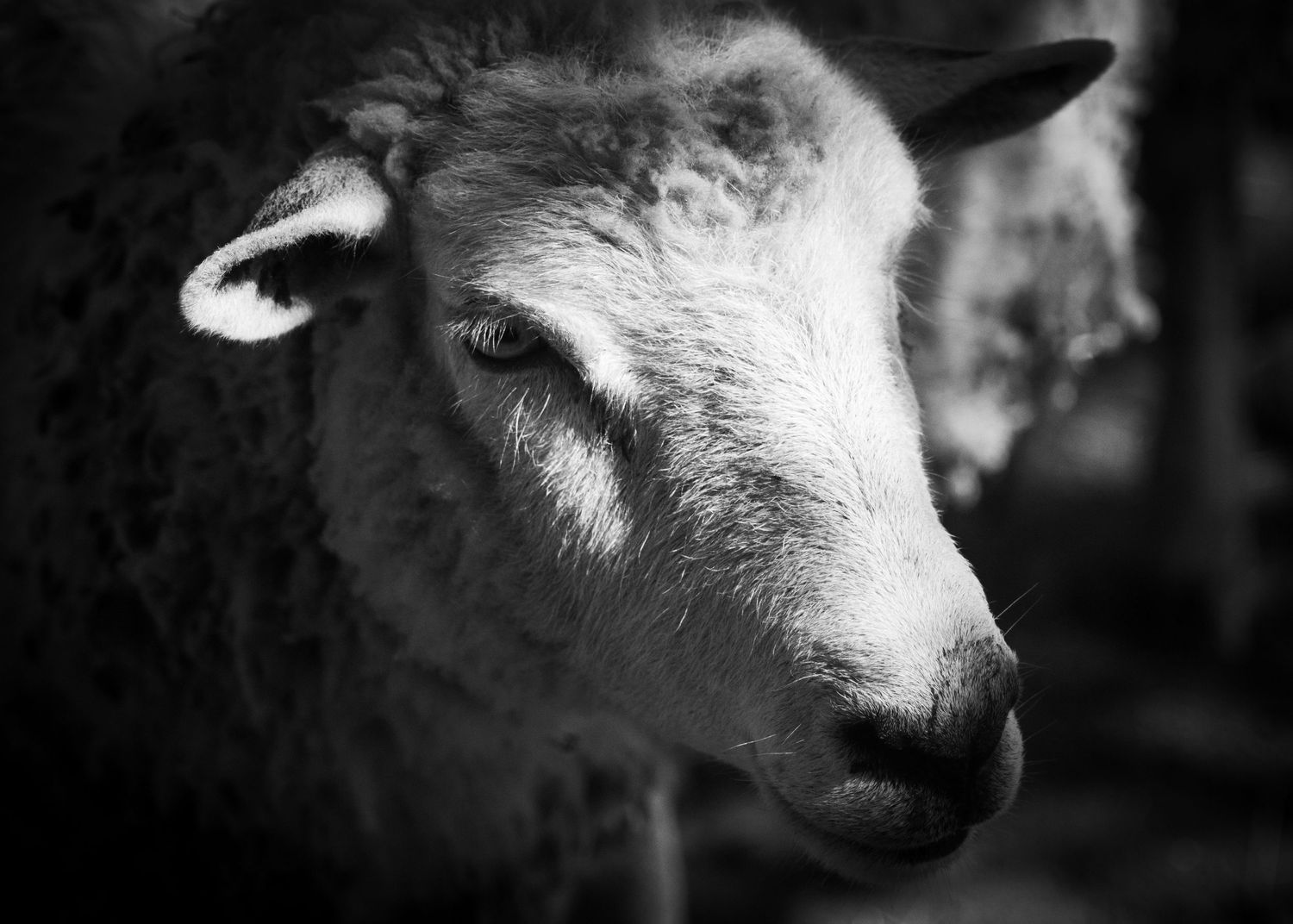 freelancer, South Carolina, photographer, fine art, wedding, commercial, nature, reenactment, gallery, freelance, monochrome, bridge, groom