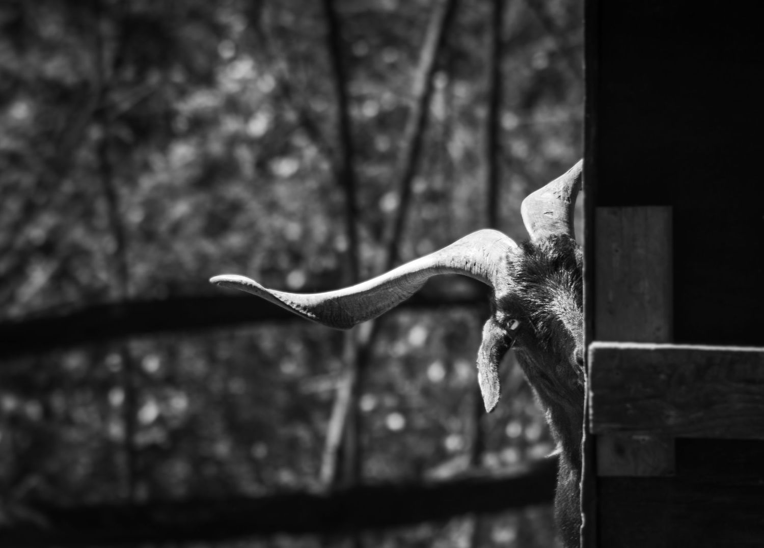 freelancer, South Carolina, photographer, fine art, wedding, commercial, nature, reenactment, gallery, freelance, monochrome, bridge, groom