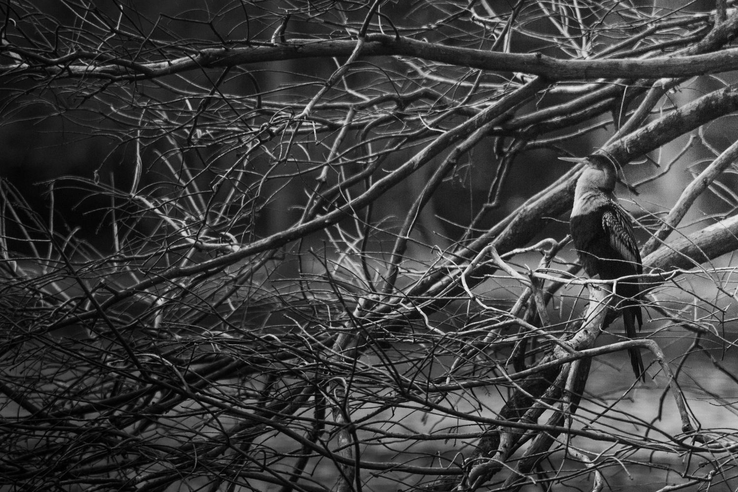 freelancer, South Carolina, photographer, fine art, wedding, commercial, nature, reenactment, gallery, freelance, monochrome, bridge, groom