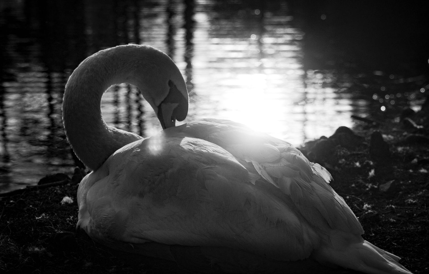 freelancer, South Carolina, photographer, fine art, wedding, commercial, nature, reenactment, gallery, freelance, monochrome, bridge, groom