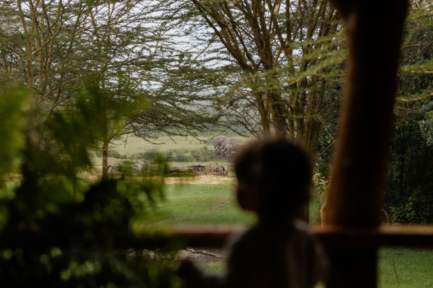 Silhouette of a child gazing at a lush African savanna landscape with acacia trees from a shaded veranda.