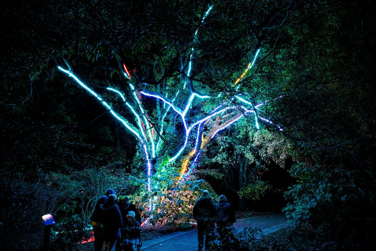 Colorful LED lights illuminate a bare tree at night in a dark forest garden with visitors walking nearby.