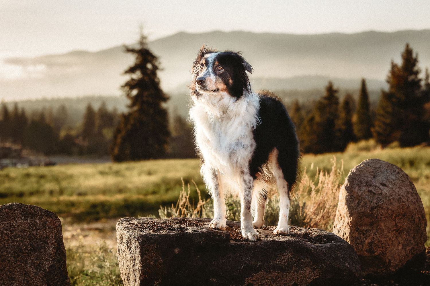 A majestic black and white Border Collie stands on rocks with a scenic mountain meadow and pine trees at sunset.