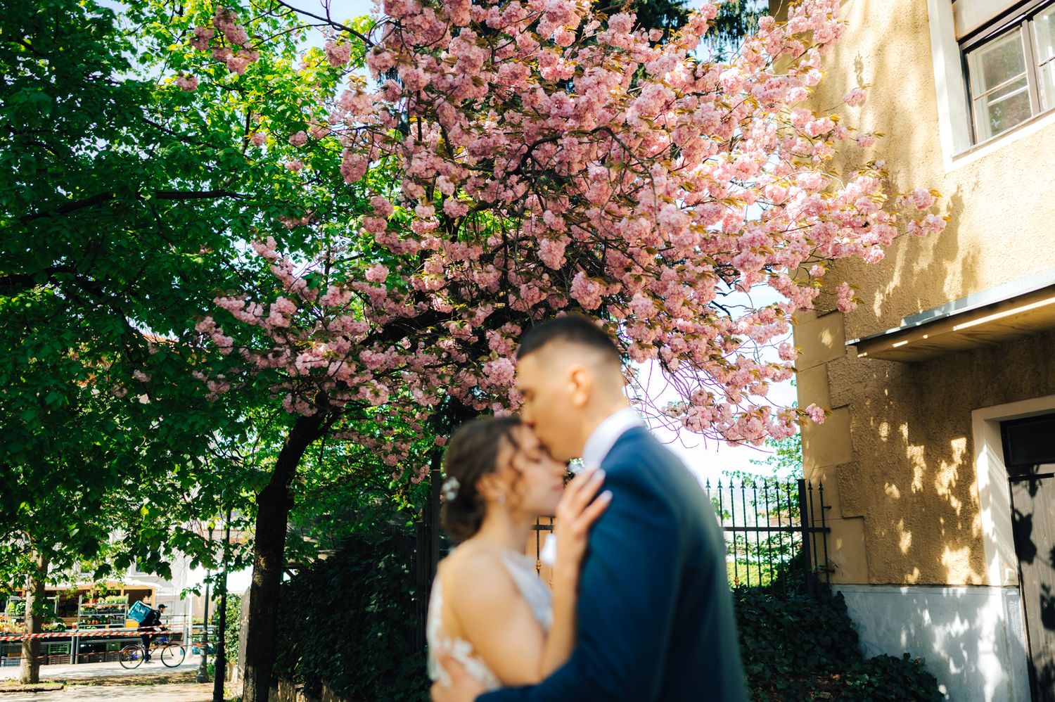 Couple sharing a romantic kiss under a blooming pink cherry blossom tree during a spring wedding photo shoot.