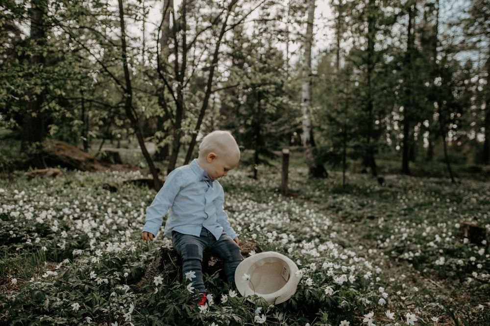 Young child wearing a blue sweater collects flowers in a basket while exploring a forest meadow filled with white wildflowers.