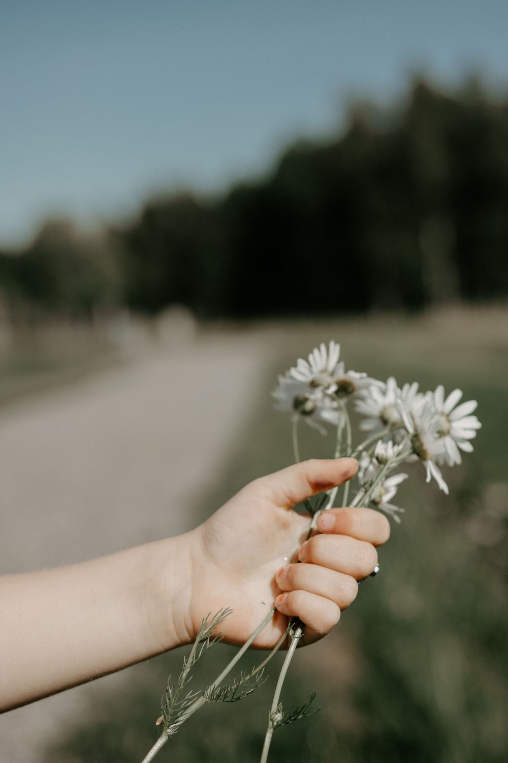 A hand gently holds white daisy flowers against a blurred outdoor background on a sunny day.