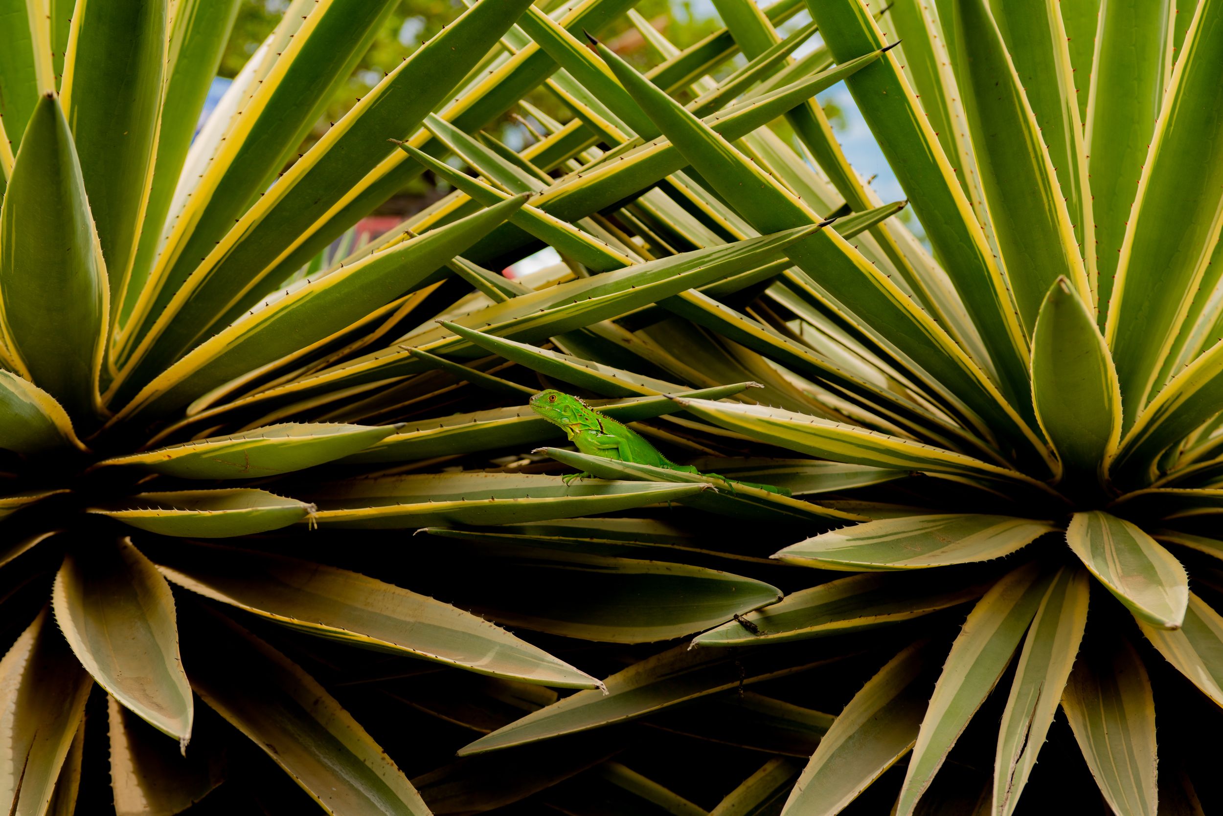 Little Lizard at Flamingo Beach