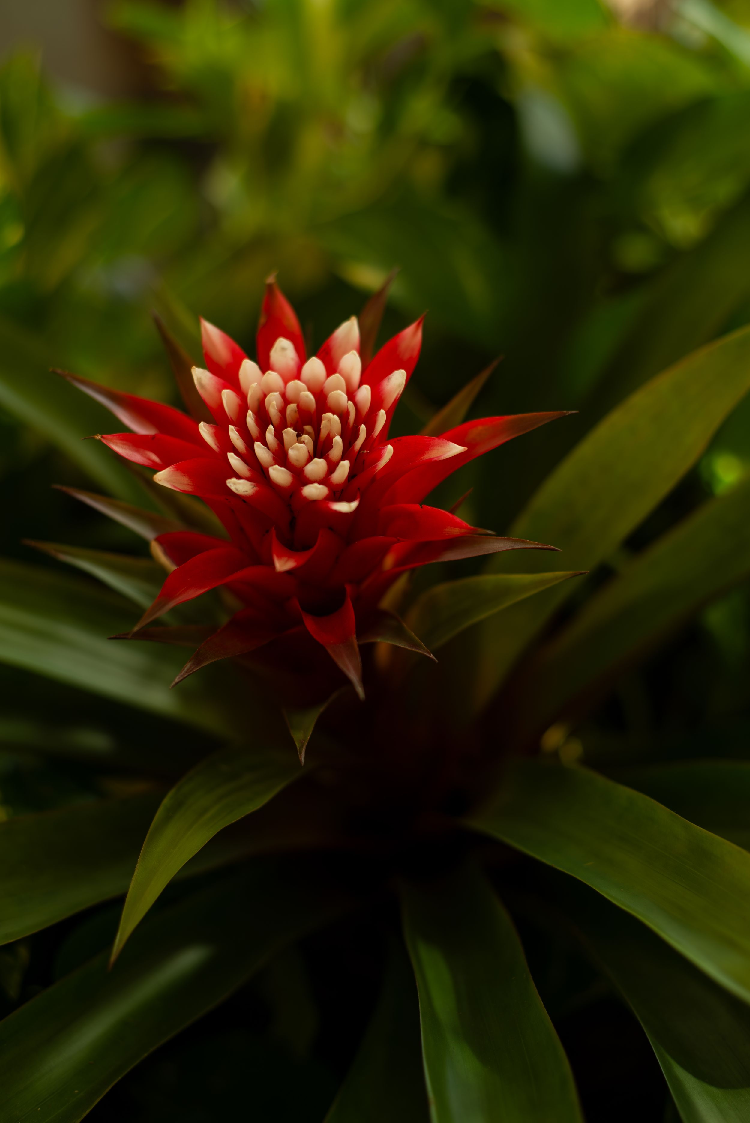 Guzmania conifera