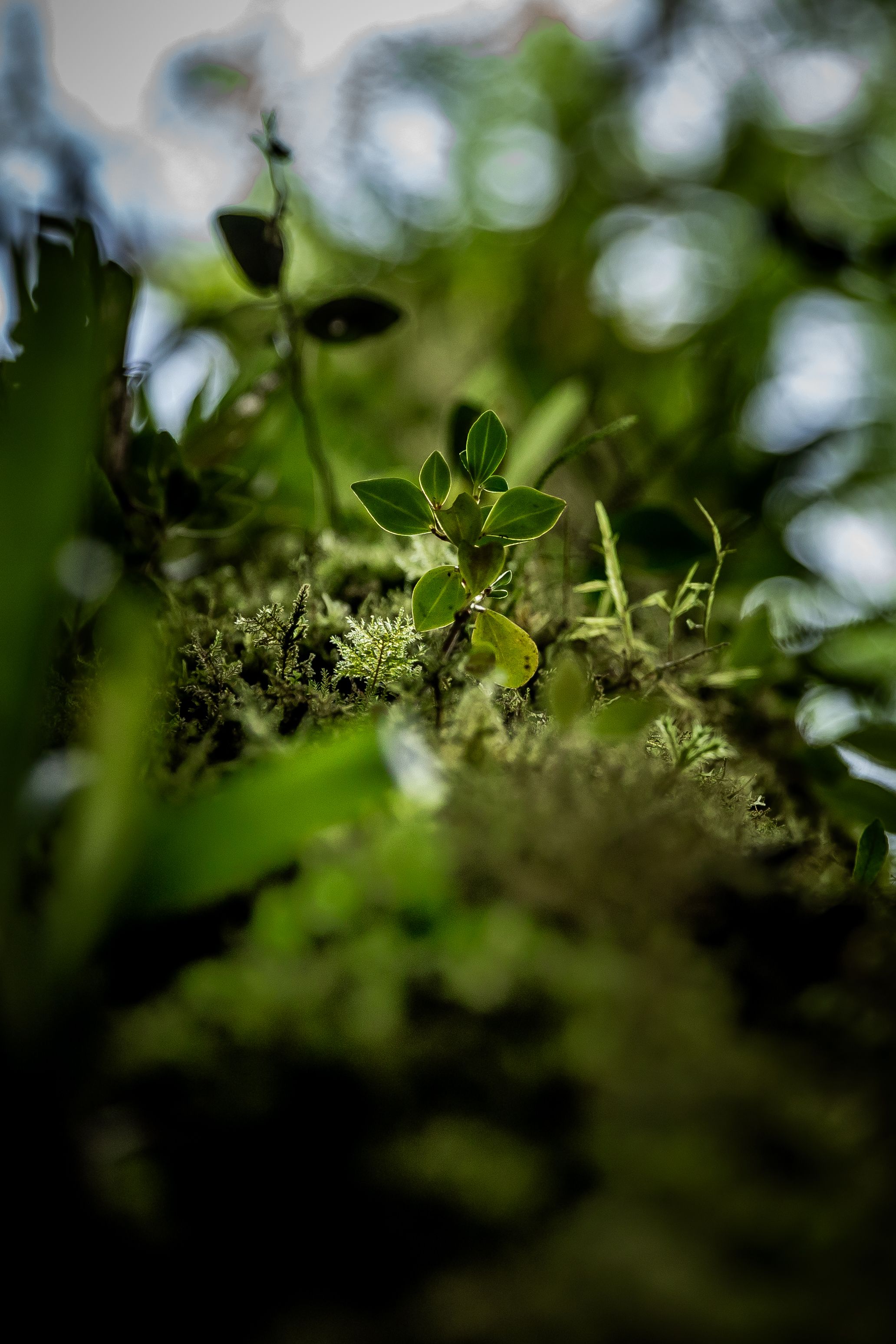 Wildlife in Monteverde National Park