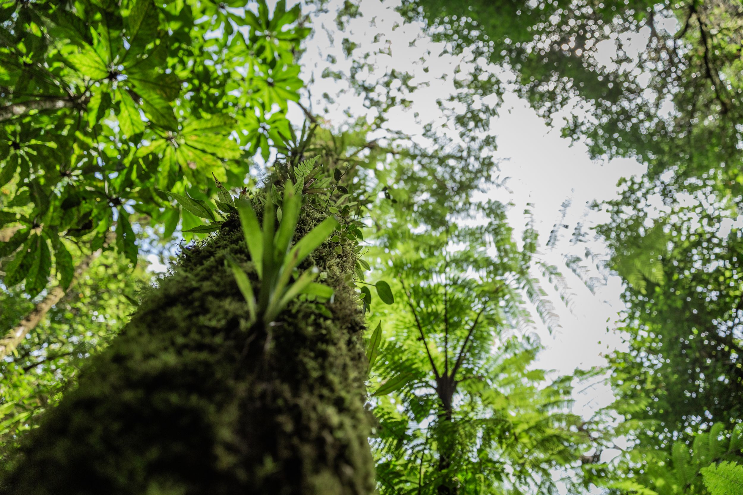 Wildlife in Monteverde National Park