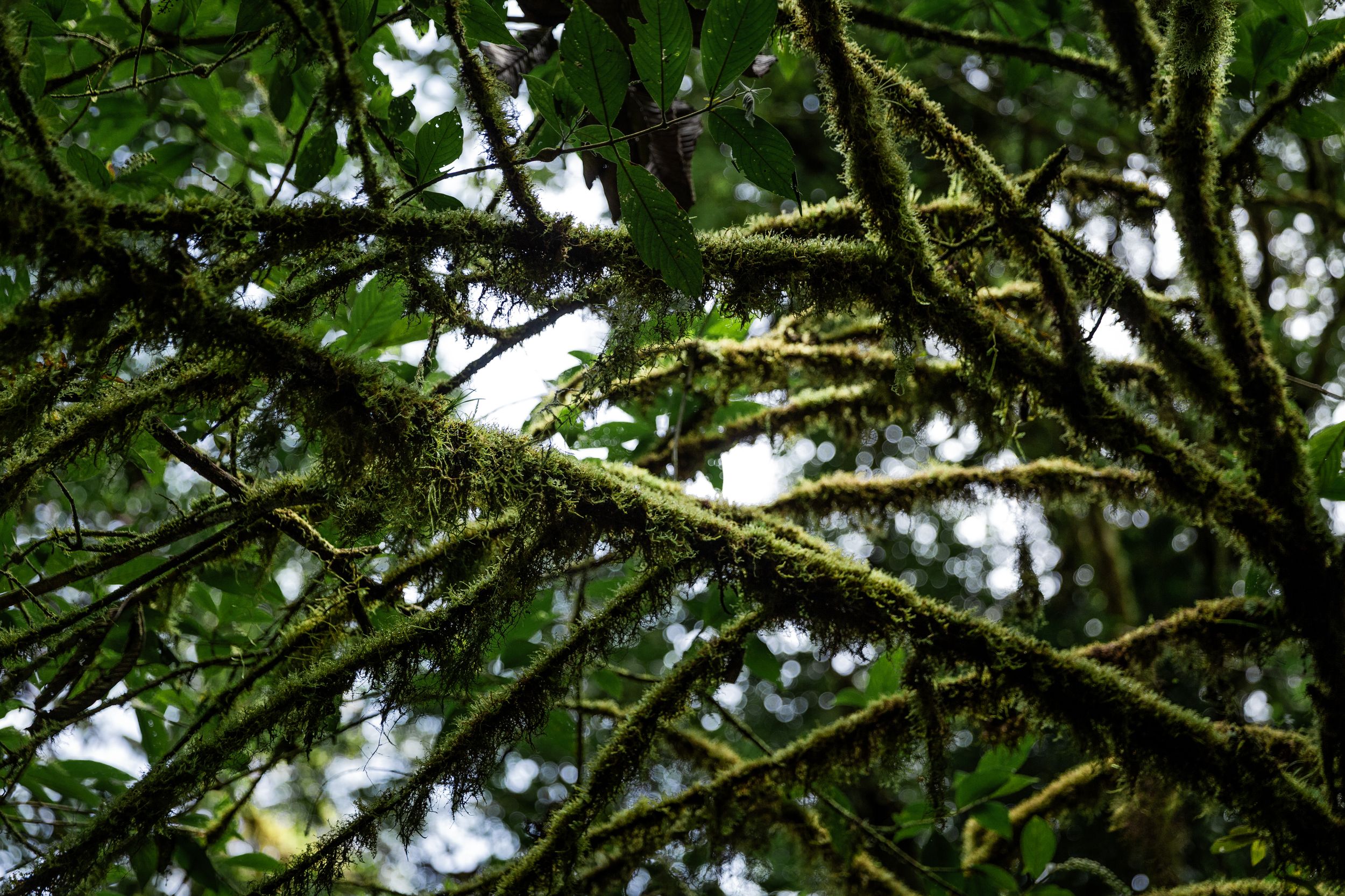Wildlife in Monteverde National Park