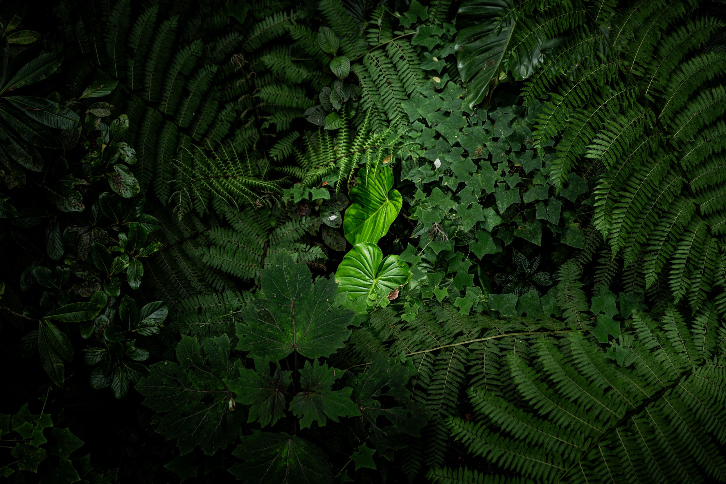 Wildlife in Monteverde National Park