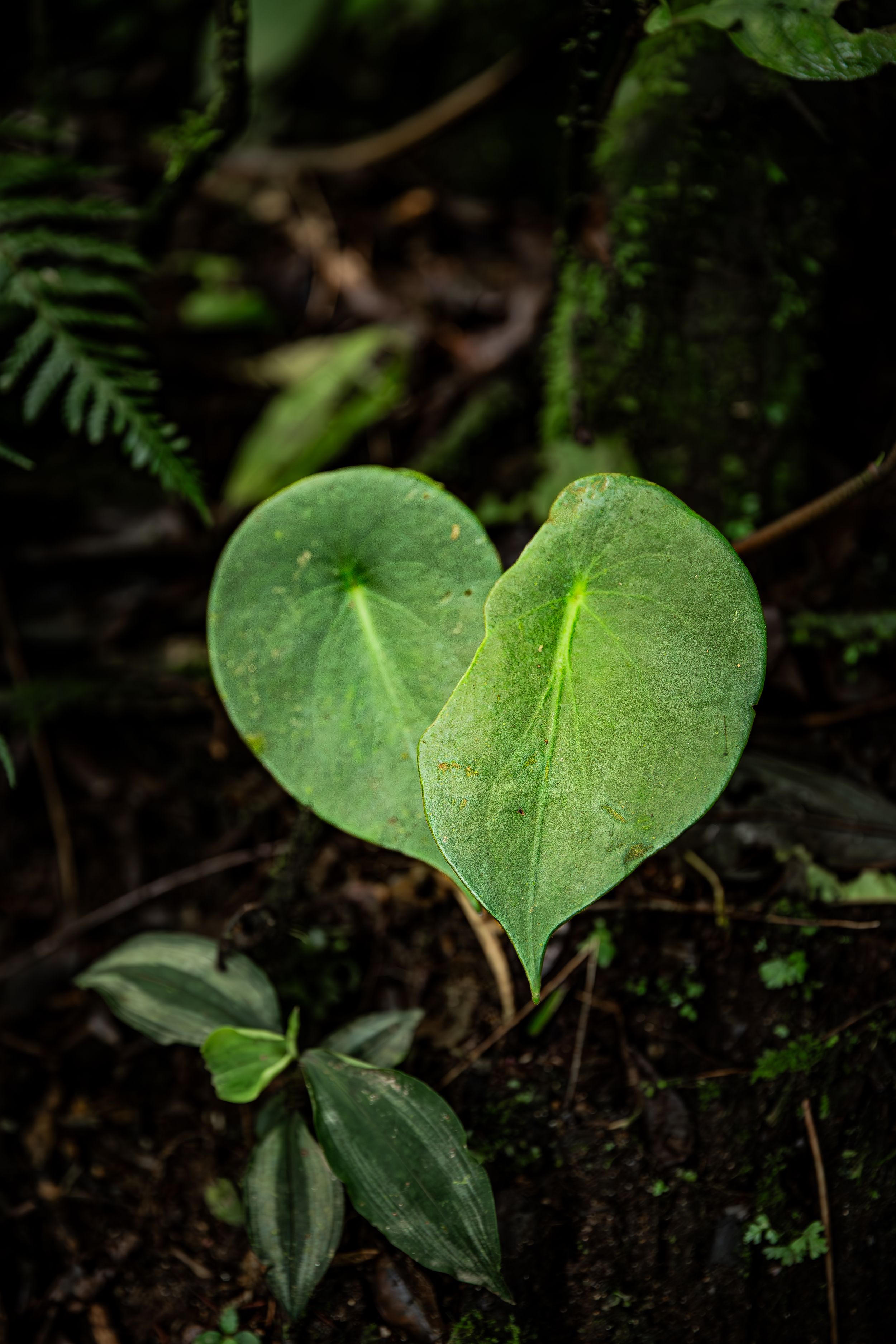 Wildlife in Monteverde National Park