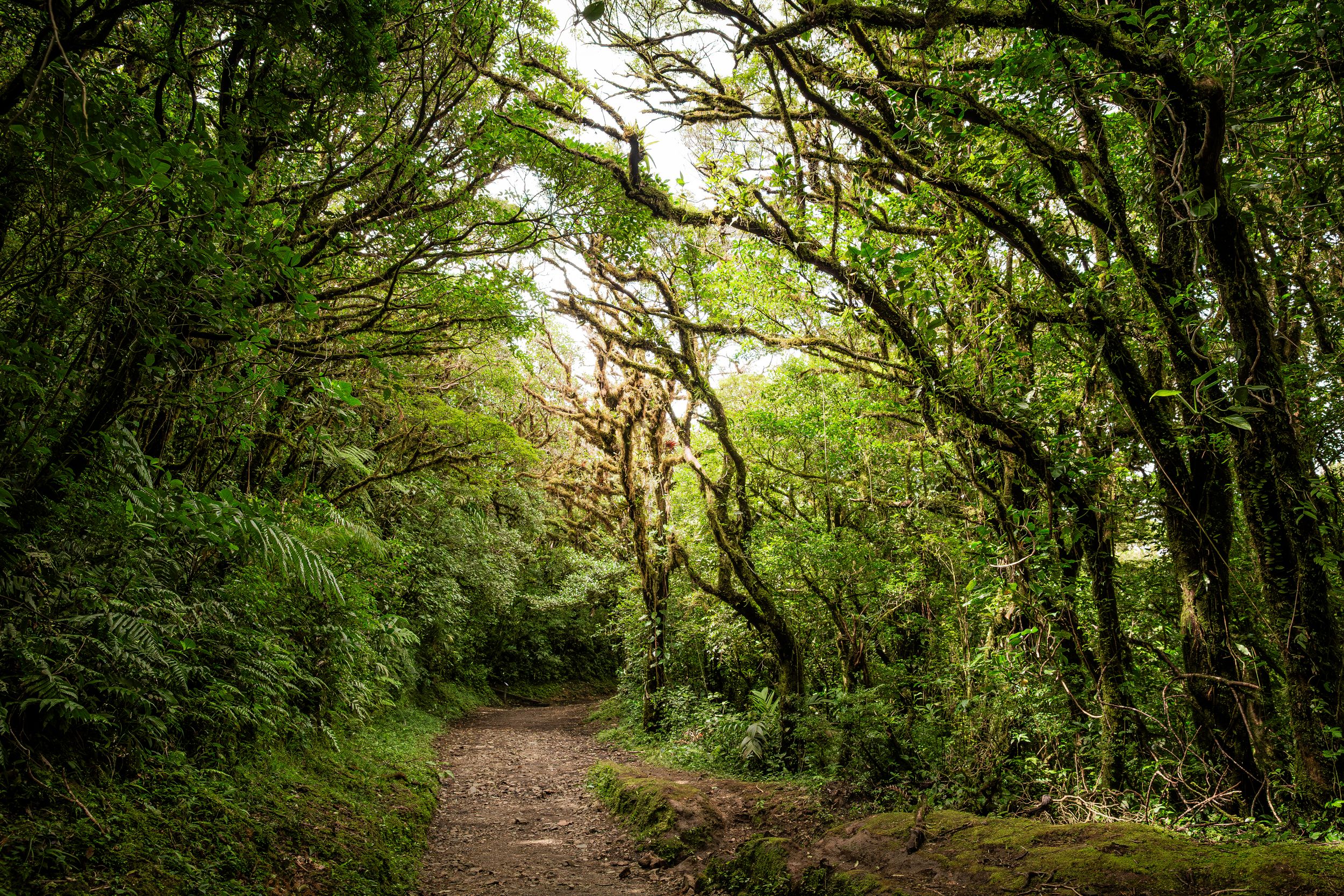 Trails in Monteverde National Park