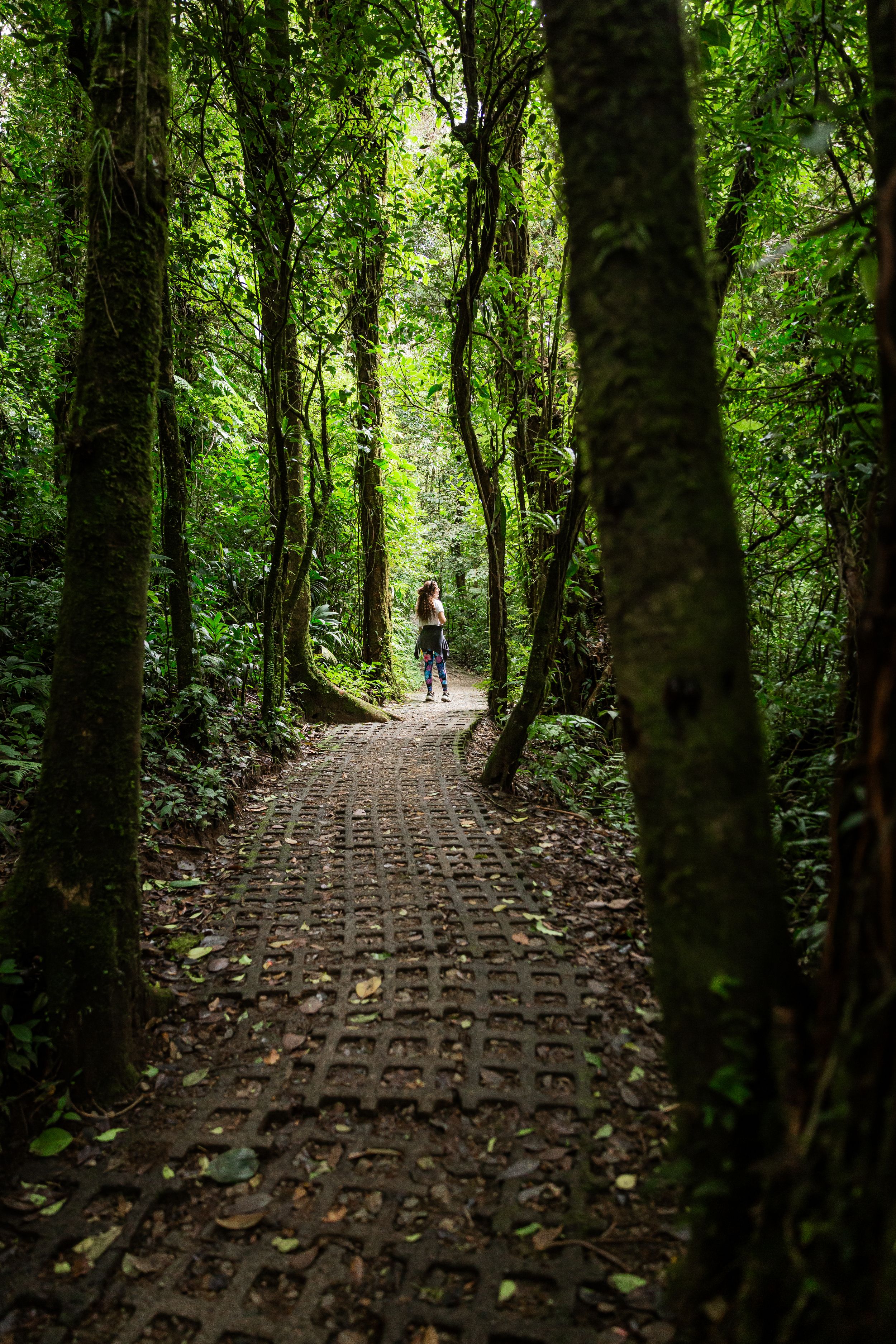 Trails in Monteverde National Park