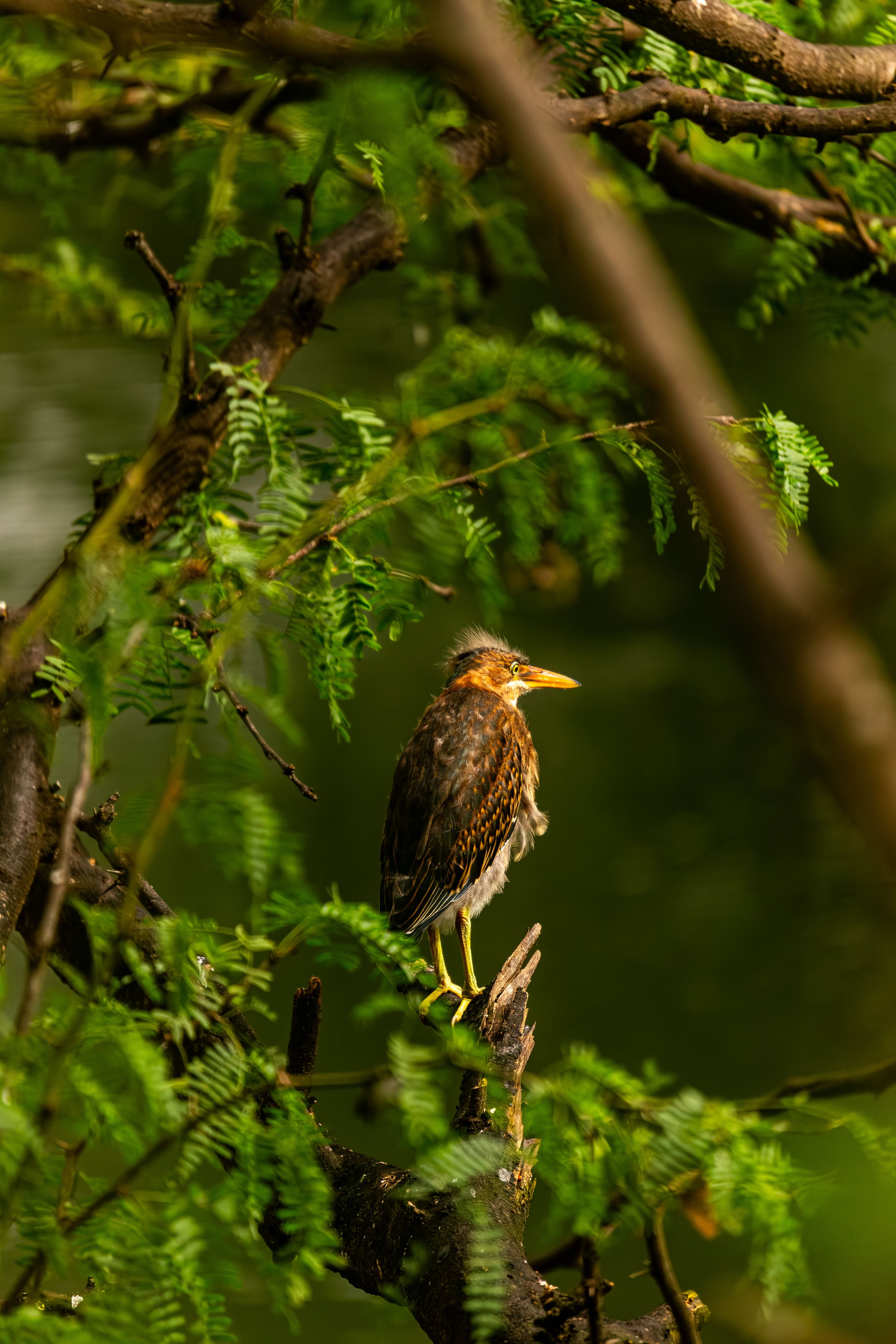Butorides virescens at Flamingo Beach mangroove