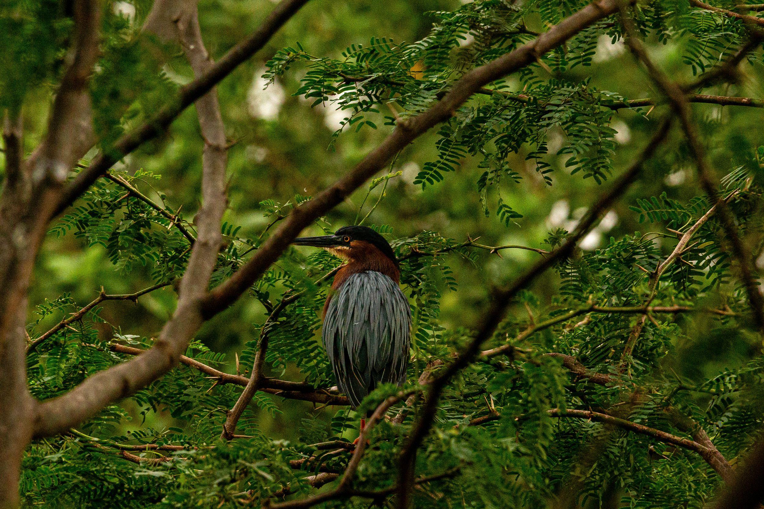 Butorides virescens in Flamingo Beach mangroove