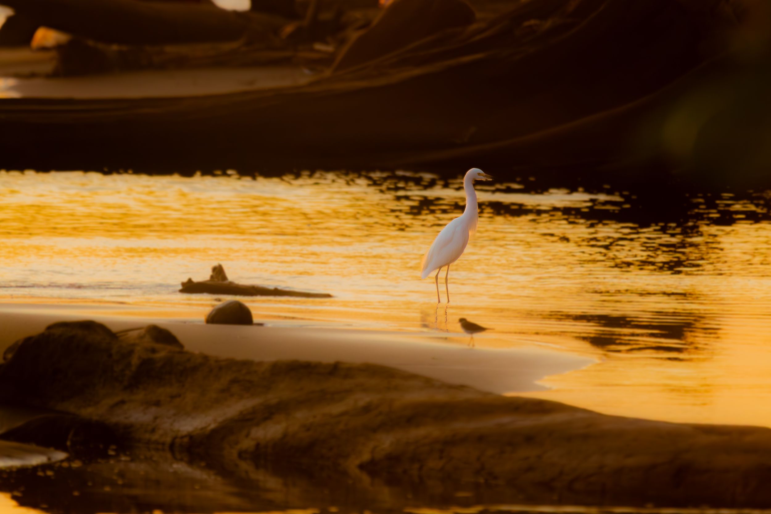 Ardea alba modesta, at a Mangroove before the sunrise