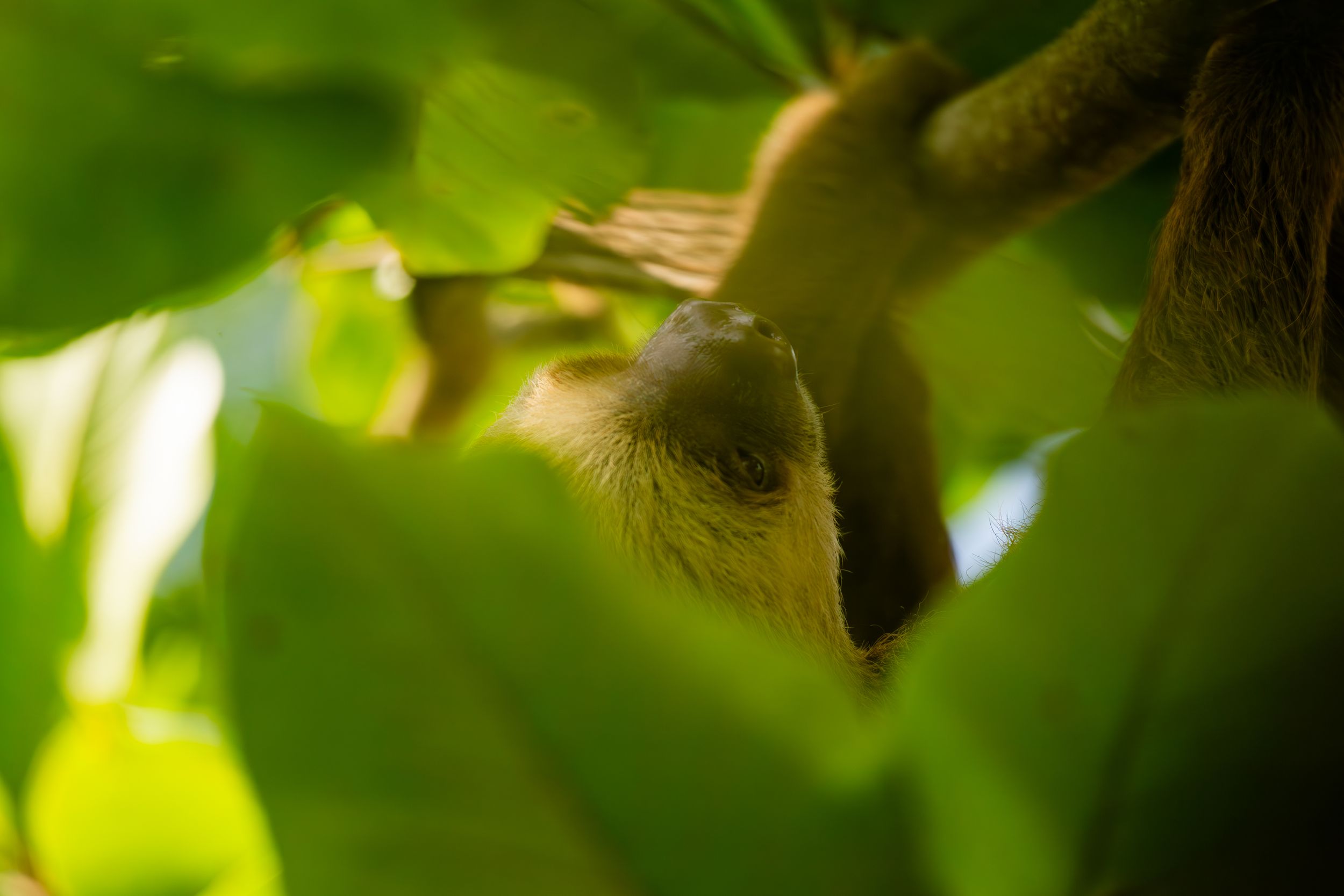 Wildlife, a Sloth in Costa Rica's nature