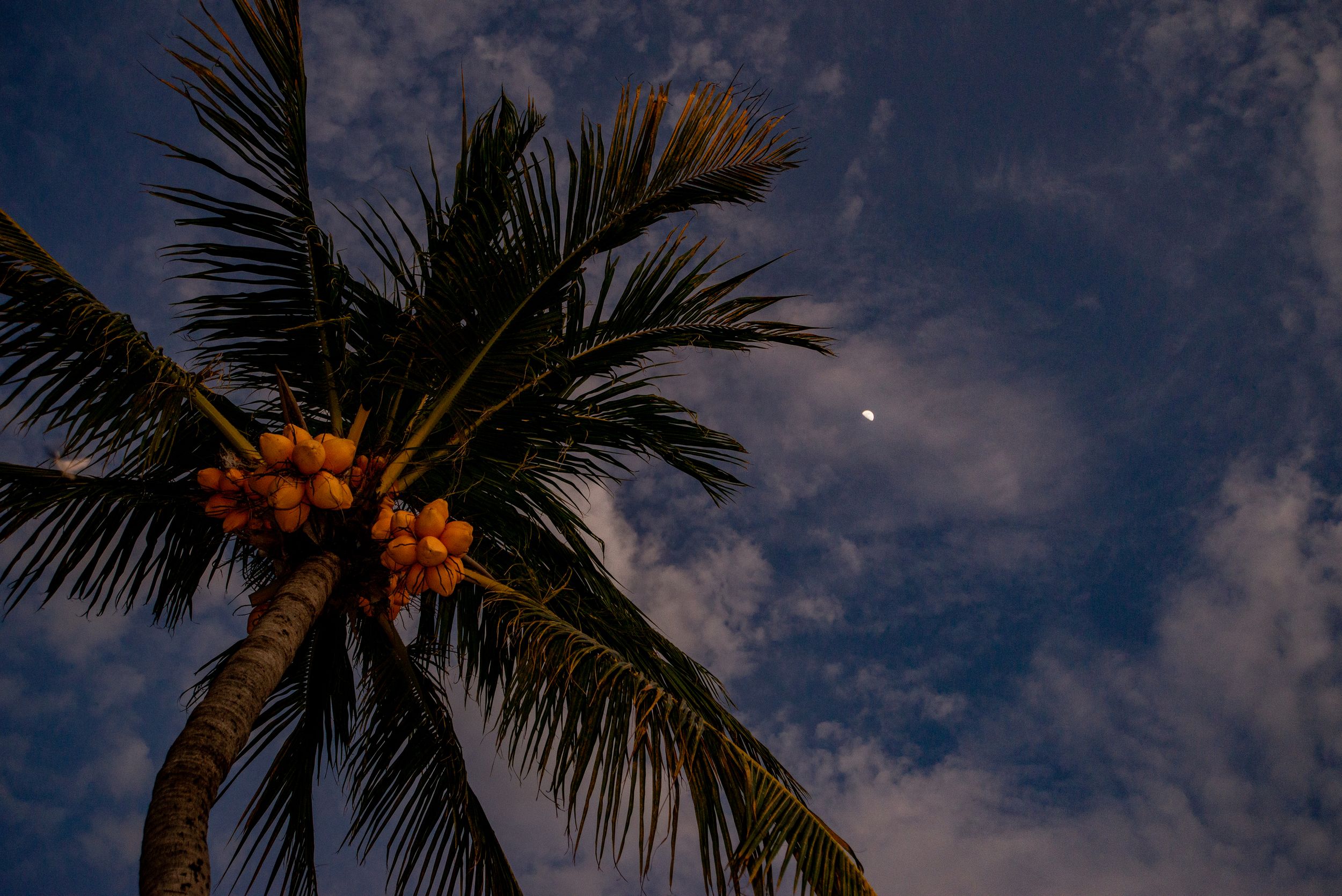 Palm tree in Guanacaste