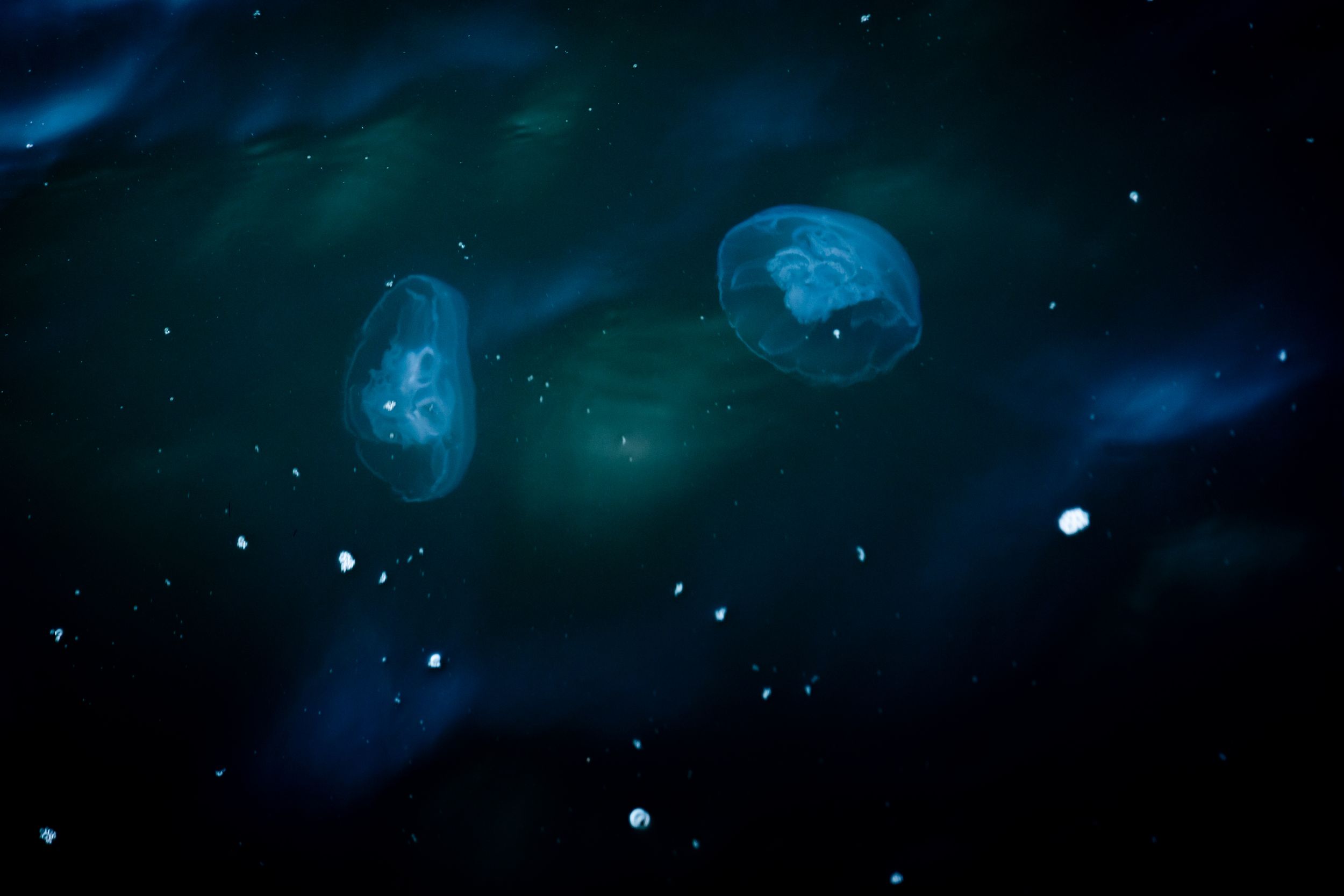 Jelly Fish season at La Marina Guanacaste