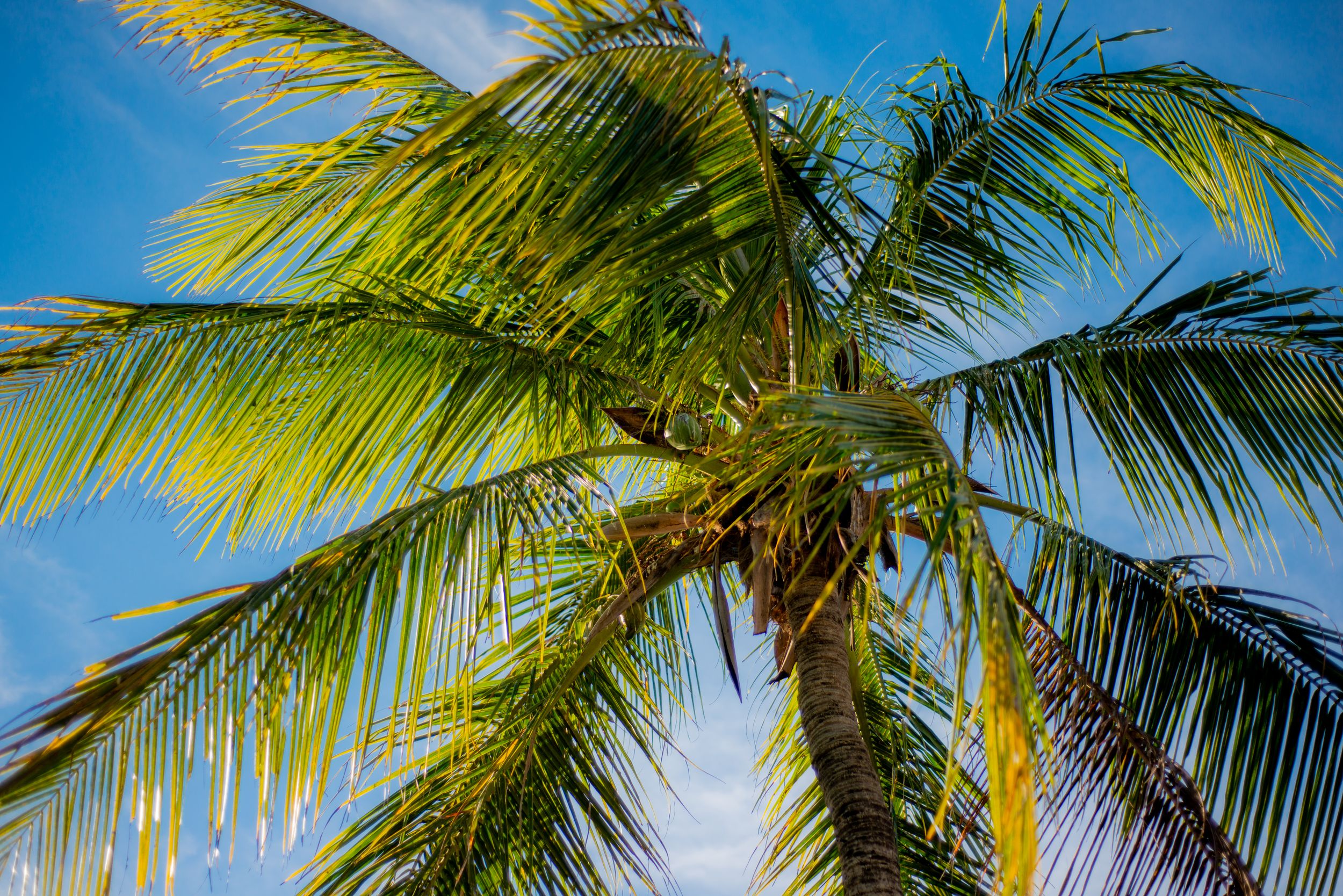 Palm tree in Guanacaste
