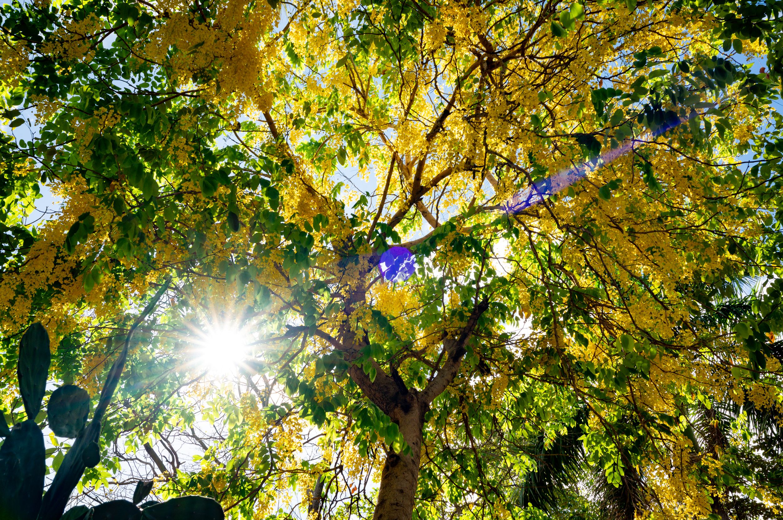 Trees at Danta Beach