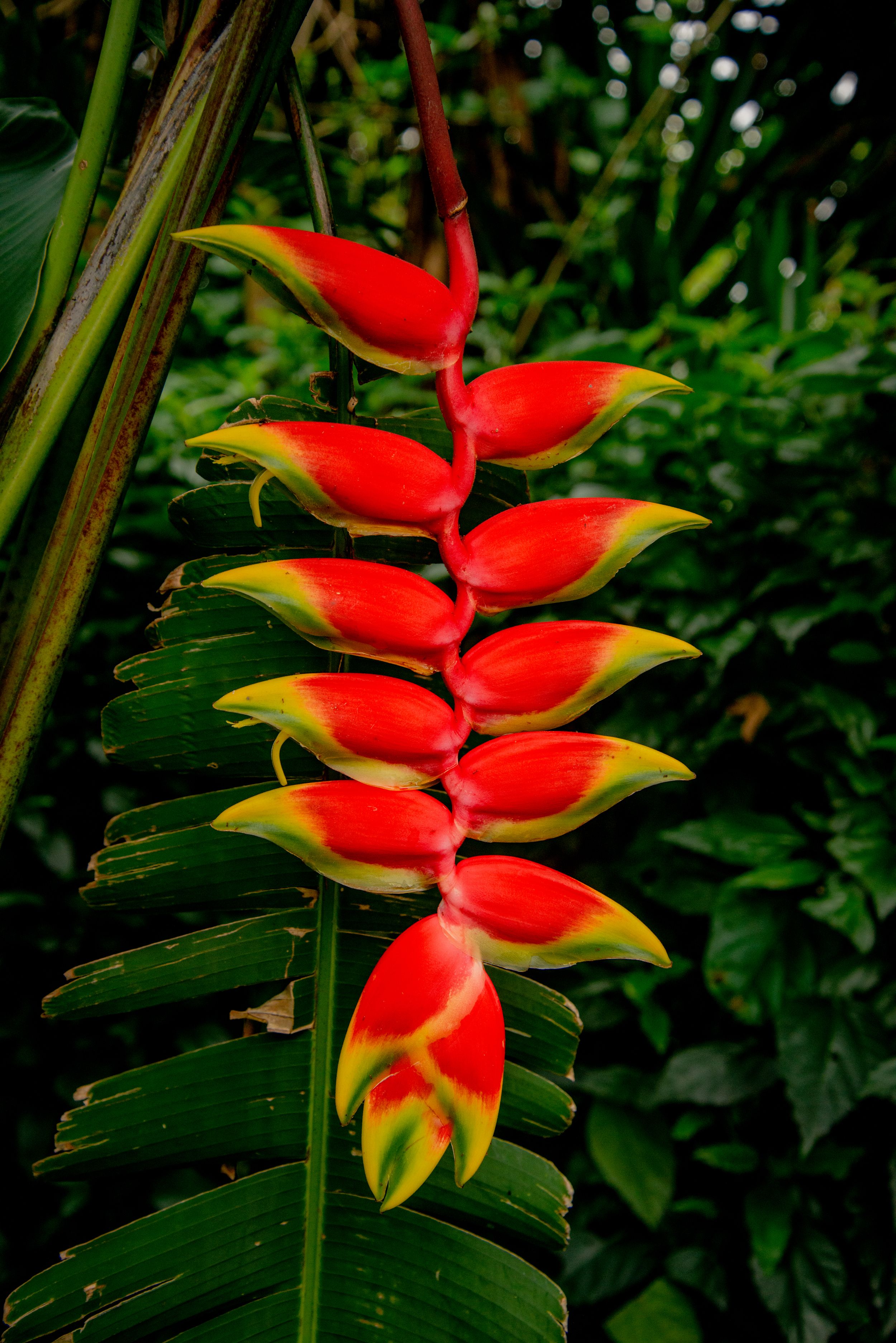 Wildlife in Monteverde National Park