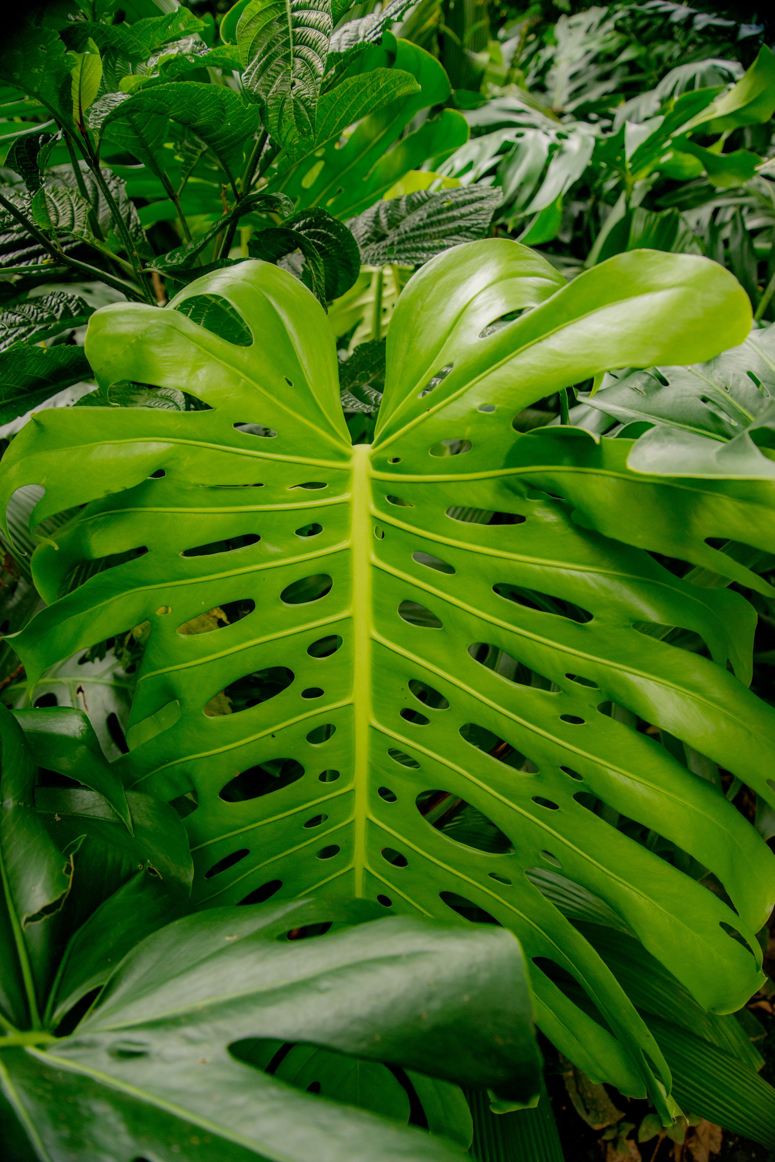 Wildlife in Monteverde National Park