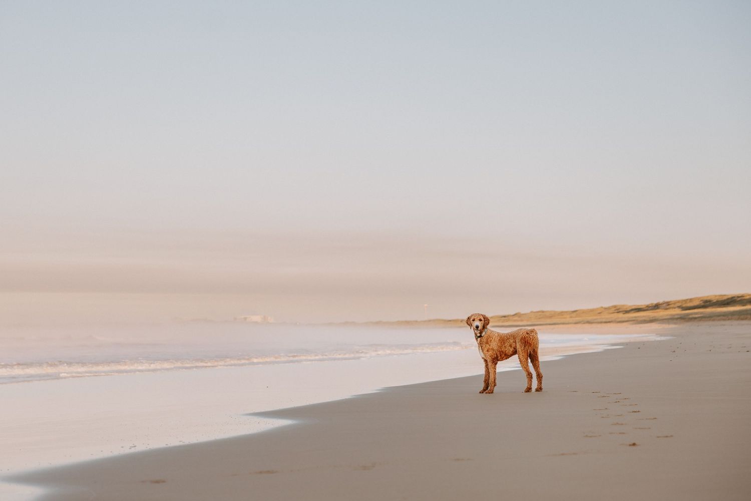 Tan dog standing alone on misty beach at sunrise with soft pink sky and sandy shoreline.