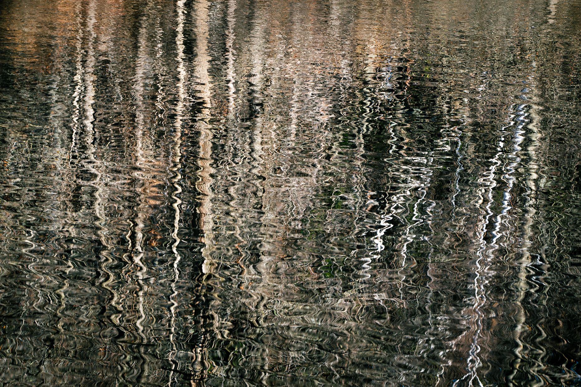 PT#4 - Birch Reflections. Ottawa, CA.