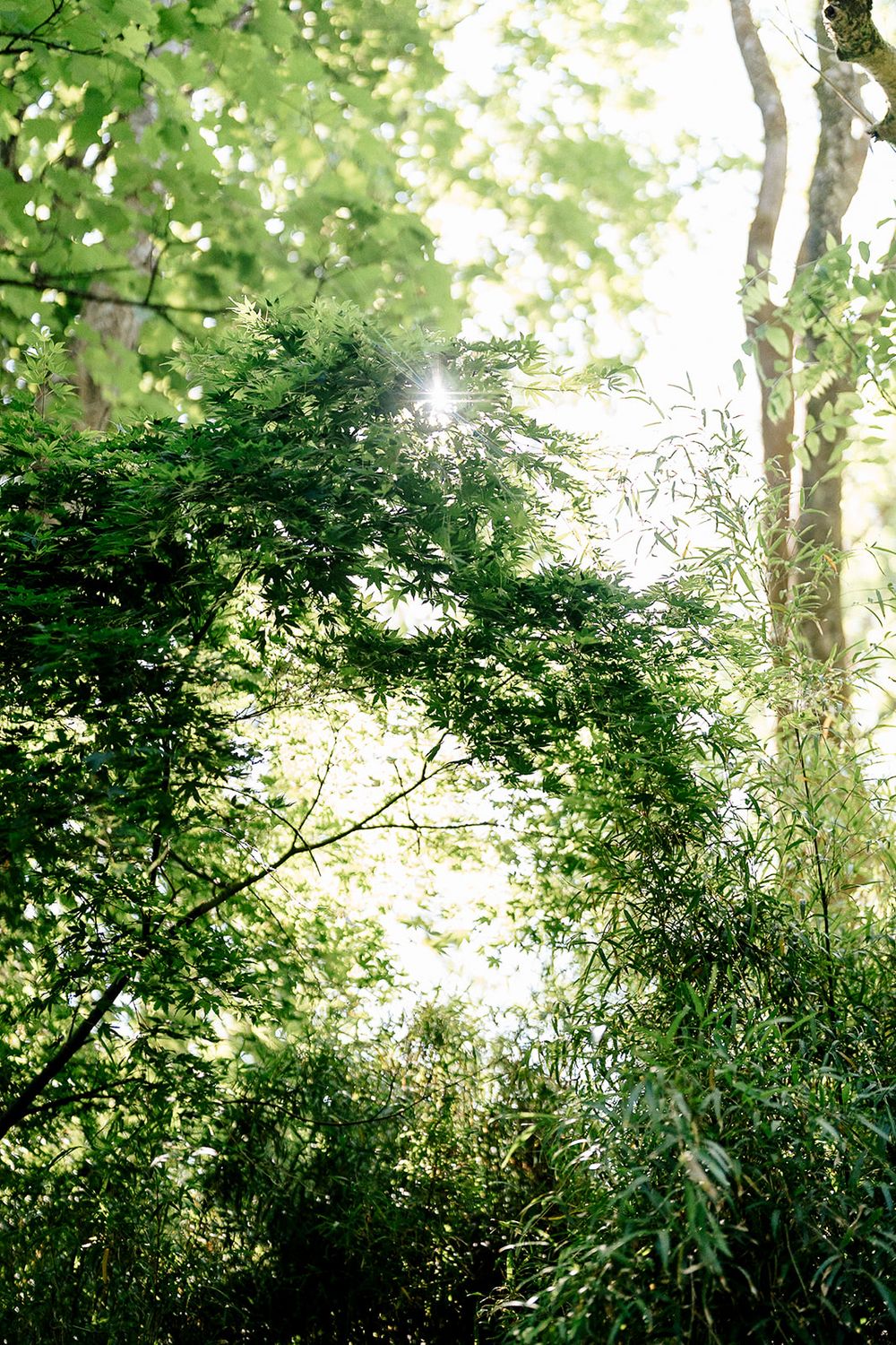 Sunlight filters through lush green tree canopy creating a natural dappled lighting effect in the forest.