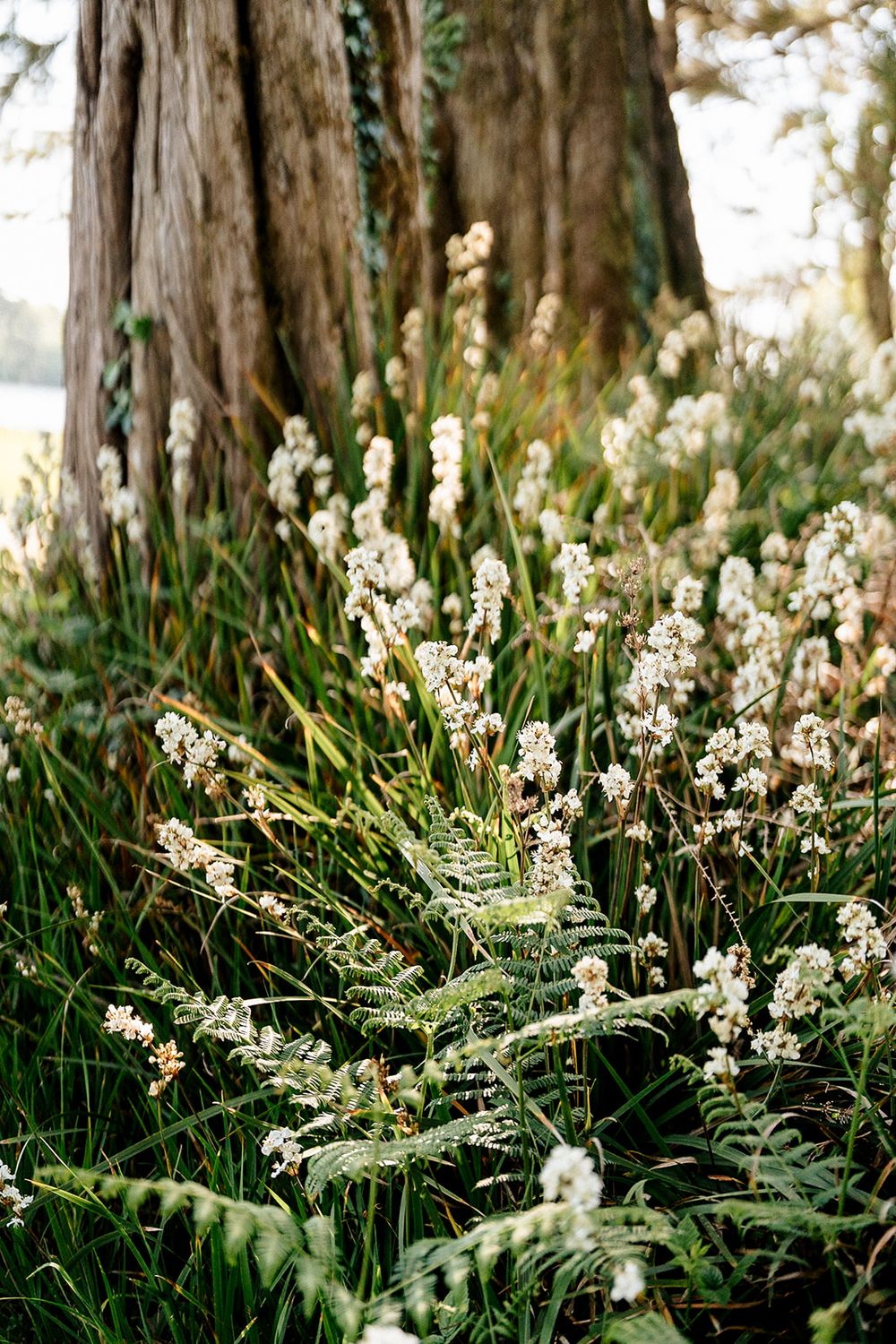 Delicate white wildflowers bloom among tall grass and ferns beneath towering redwood trees in a forest setting.