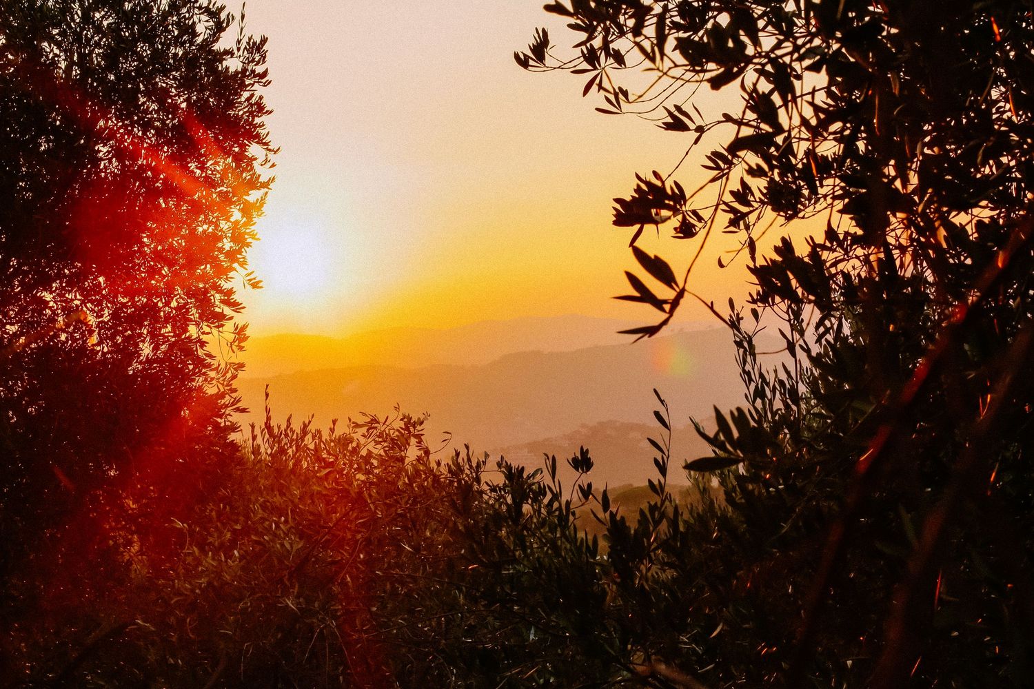 Glowing orange sunset through silhouetted olive trees in a Mediterranean landscape.