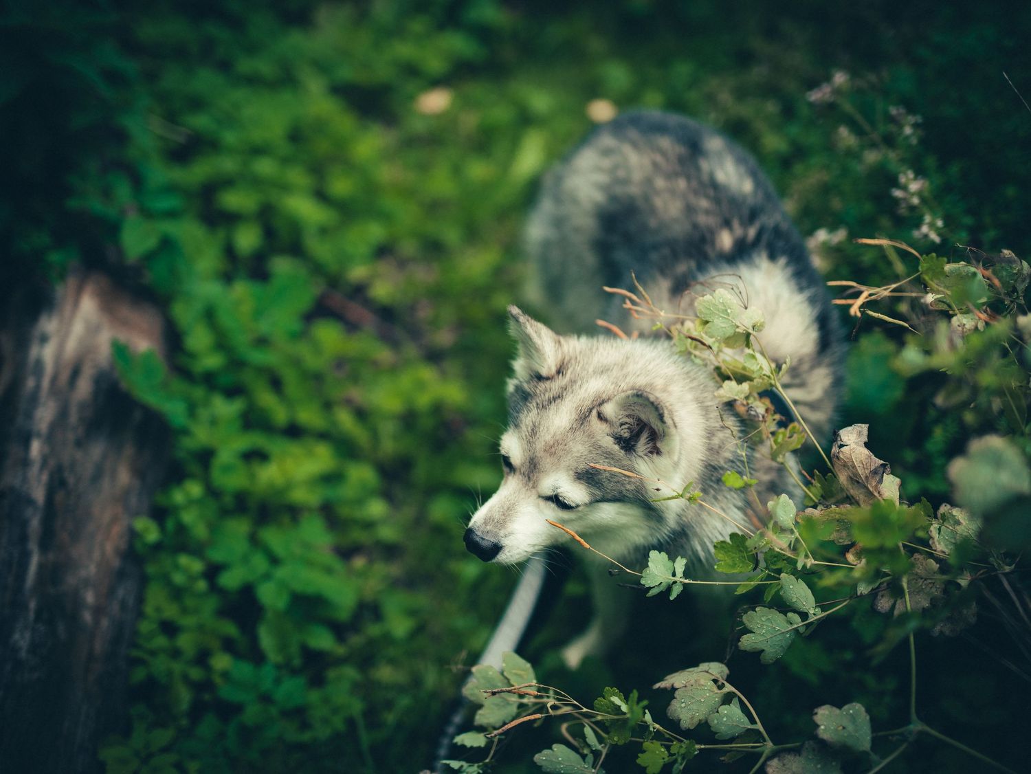 Klee kai
Eesti koerad