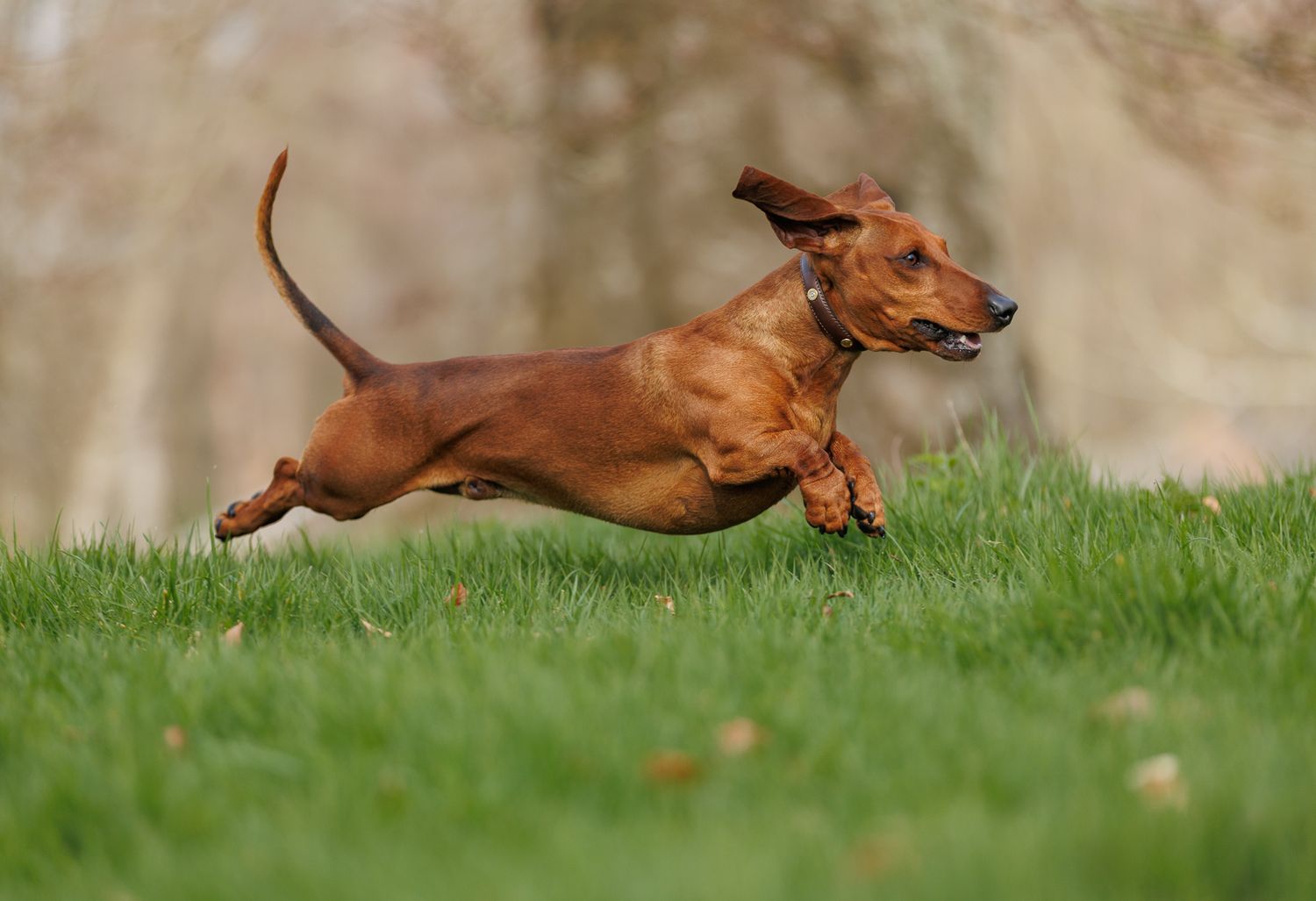 A red dachshund dog leaping joyfully across a lush green grass field outdoors.