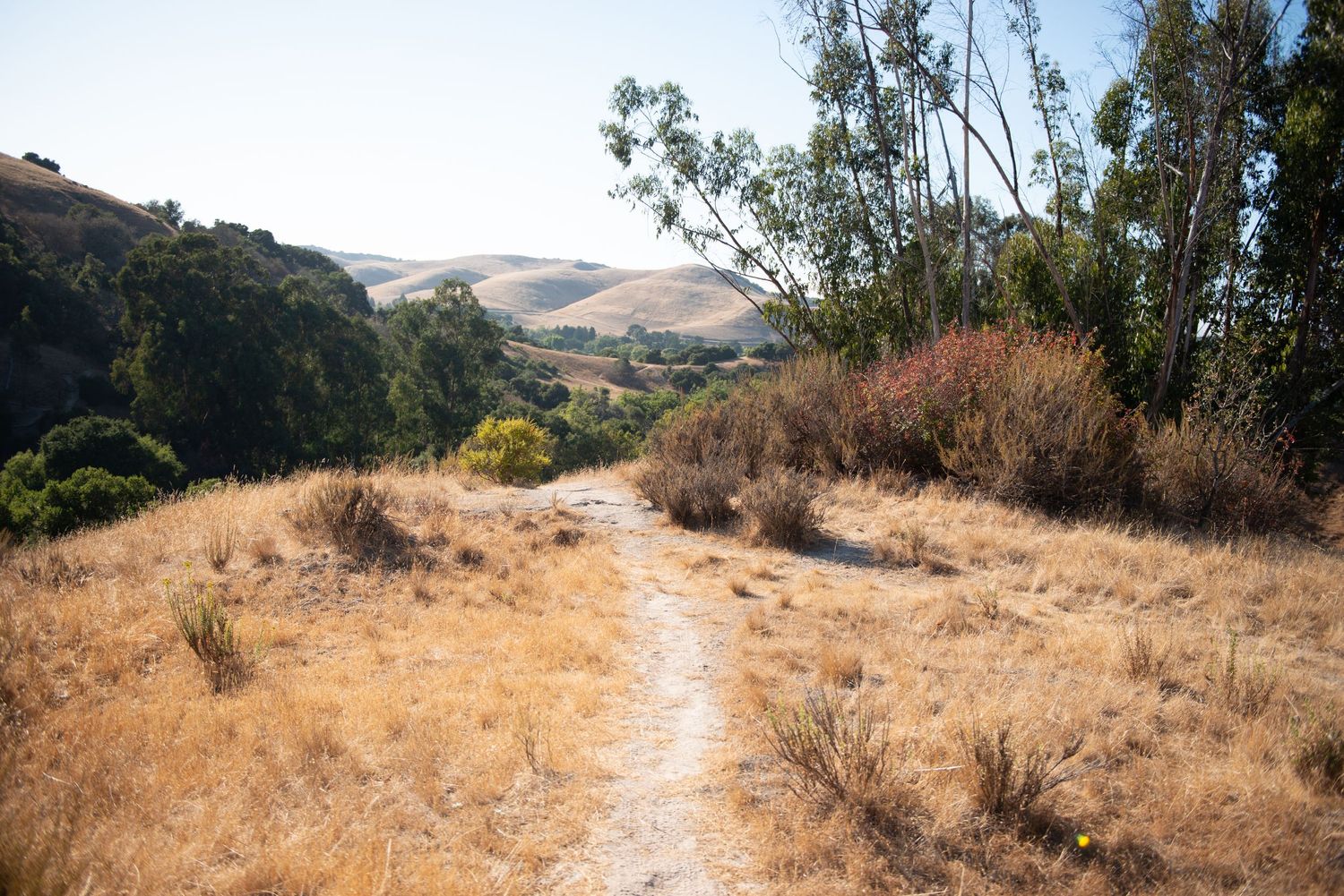 A narrow dirt trail winds through golden dry grass with eucalyptus trees and rolling hills under a clear blue sky.