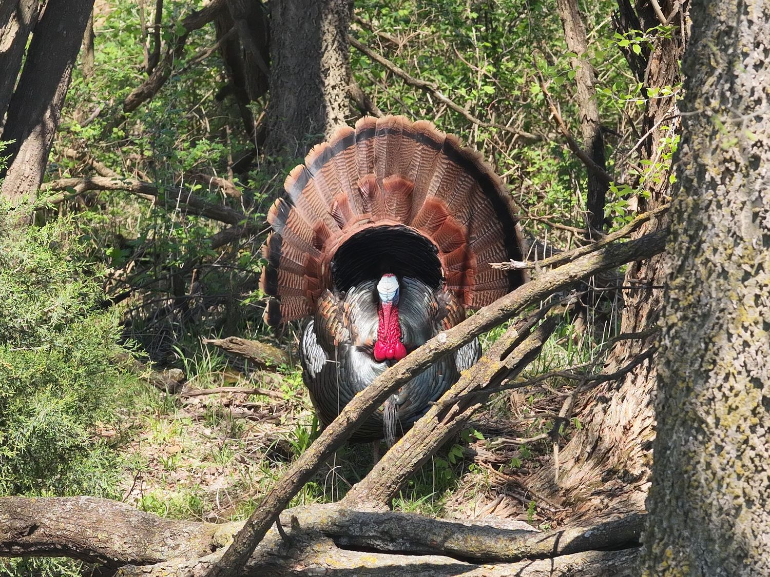 A wild turkey displaying its colorful fanned tail feathers in a sunlit woodland forest setting.